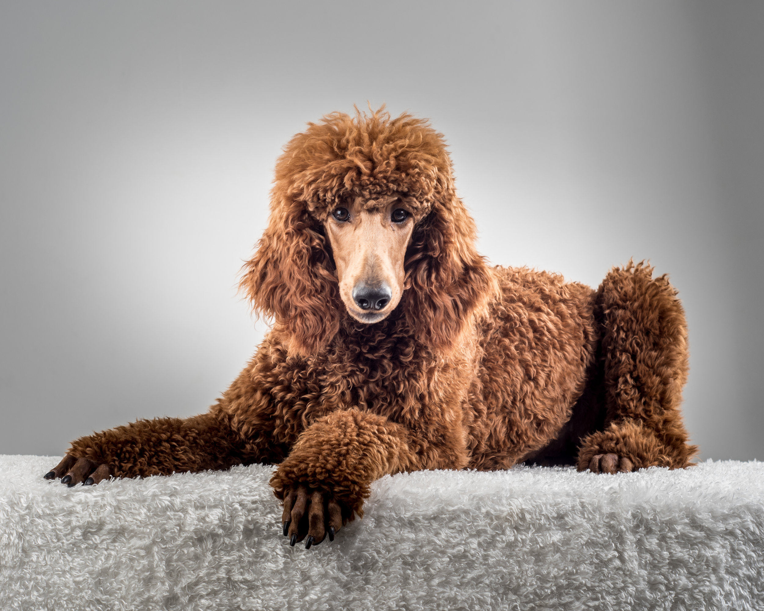 Standard Poodles In Backyard Stock Photo - Download Image Now - iStock