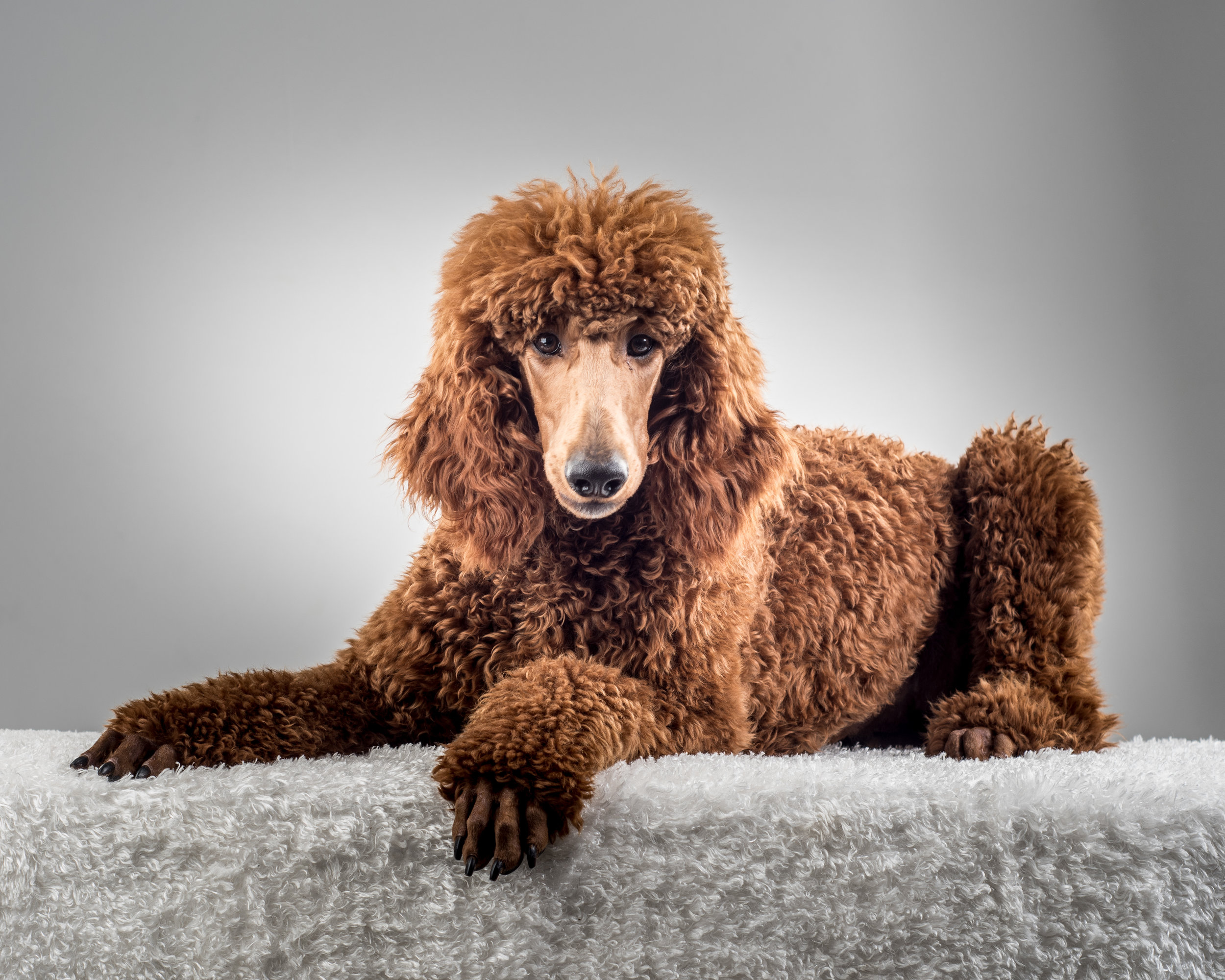 do toy poodles shed