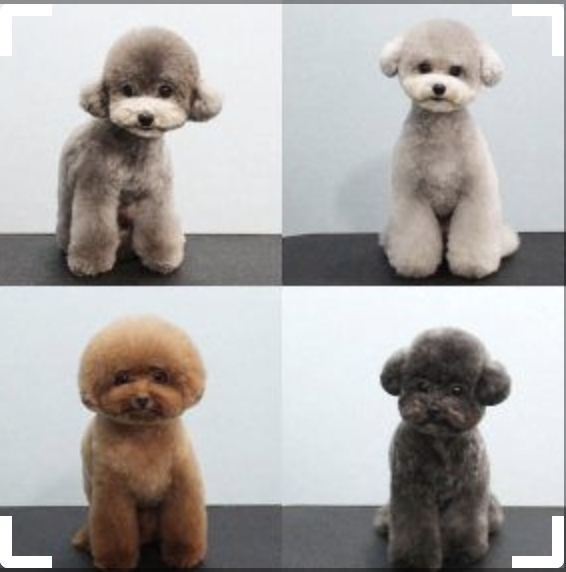 Toy Poodle Puppy Different Dog Grooming Cuts Dog Grooming