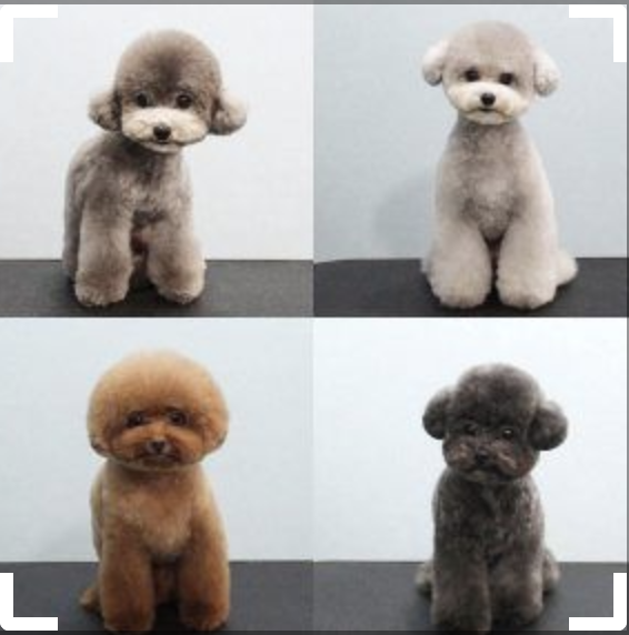 toy poodle grooming cuts