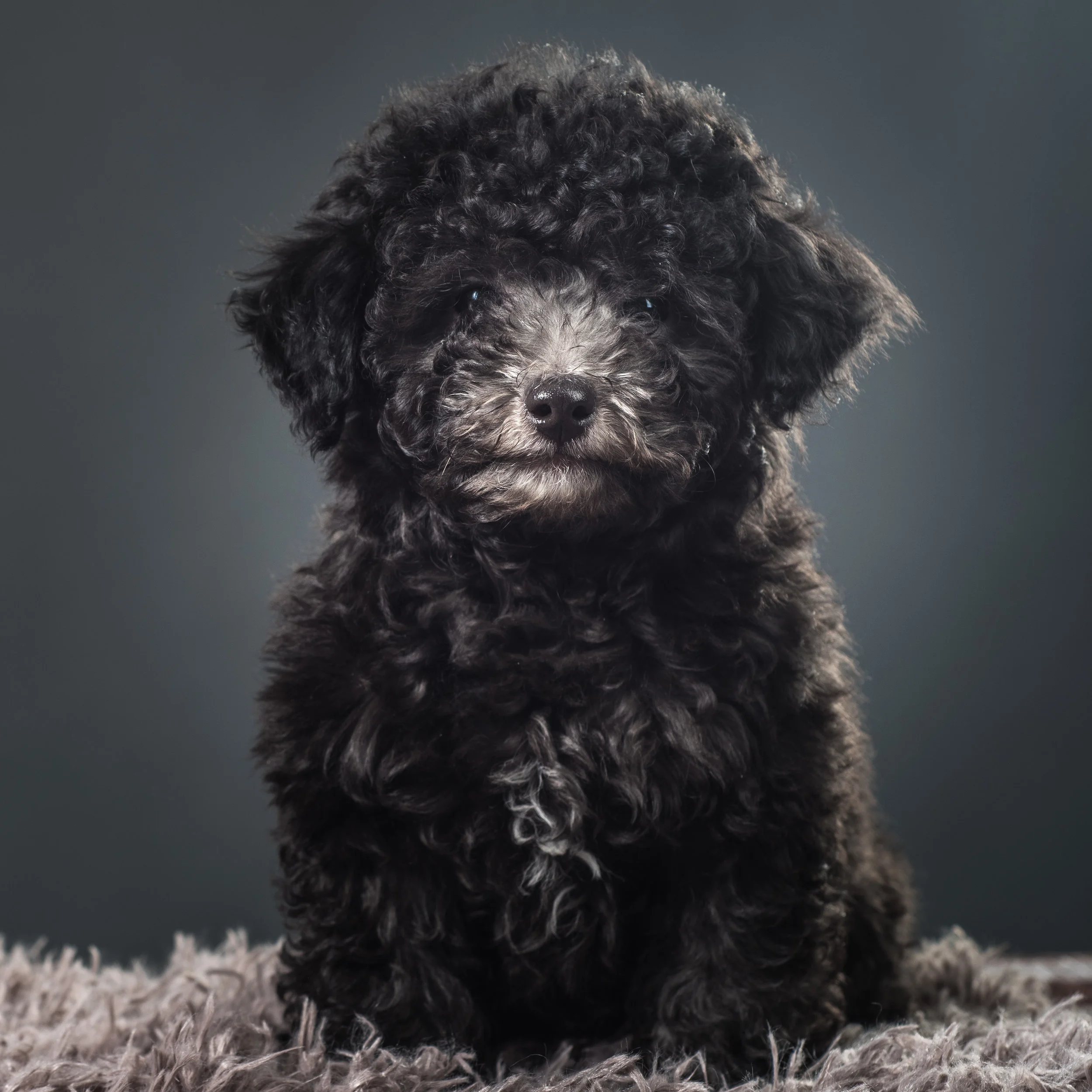 Full Grown Miniature Medium Sized Poodles For Sale Buy Mini French