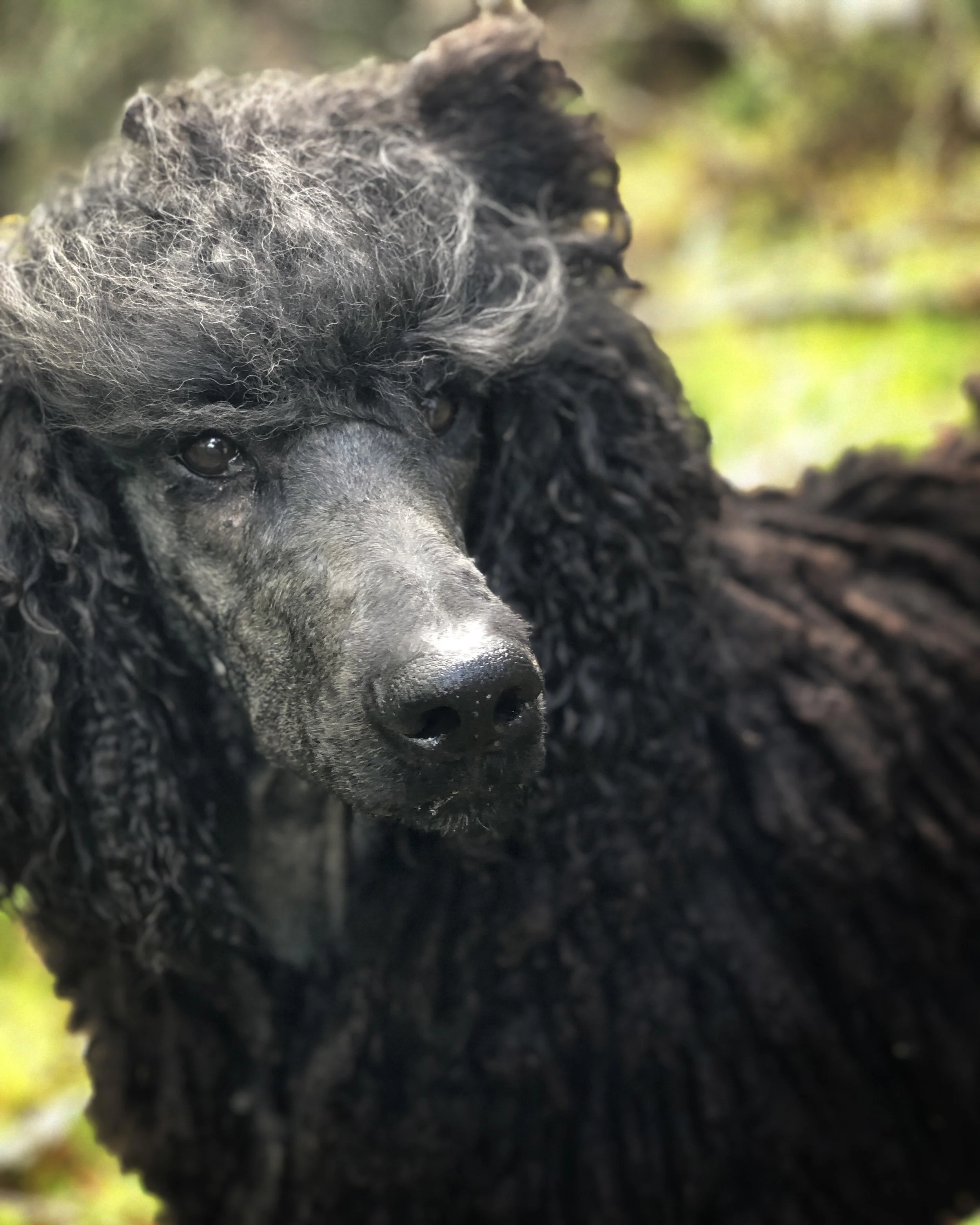 Wallace hanging out outside and showing off his standard poodle corded coat.