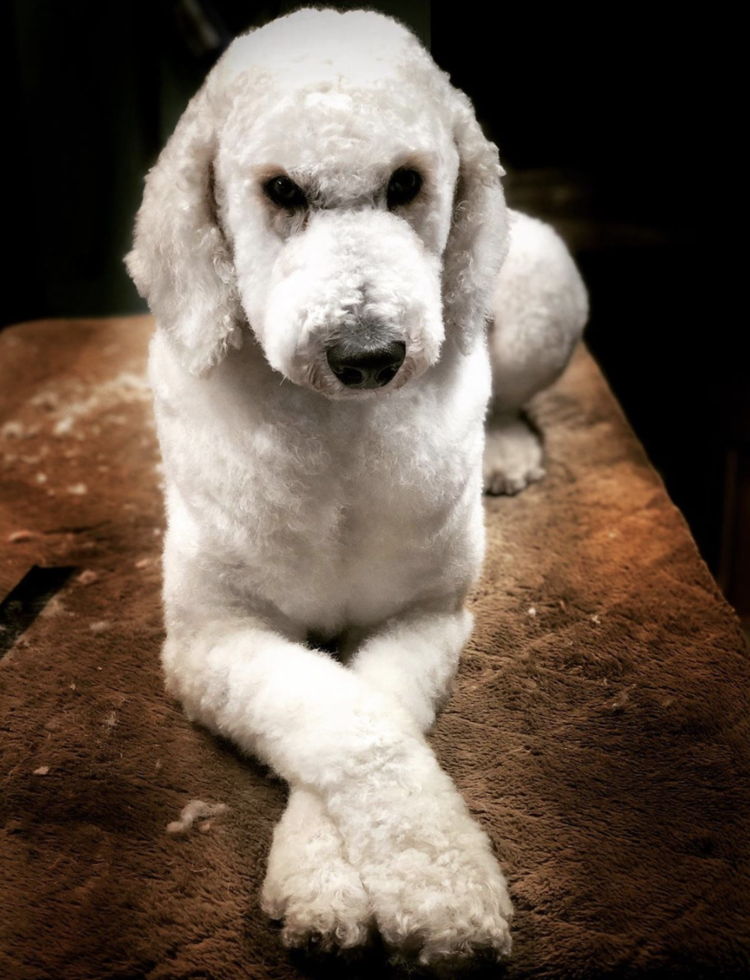 Shaved Poodle 2025