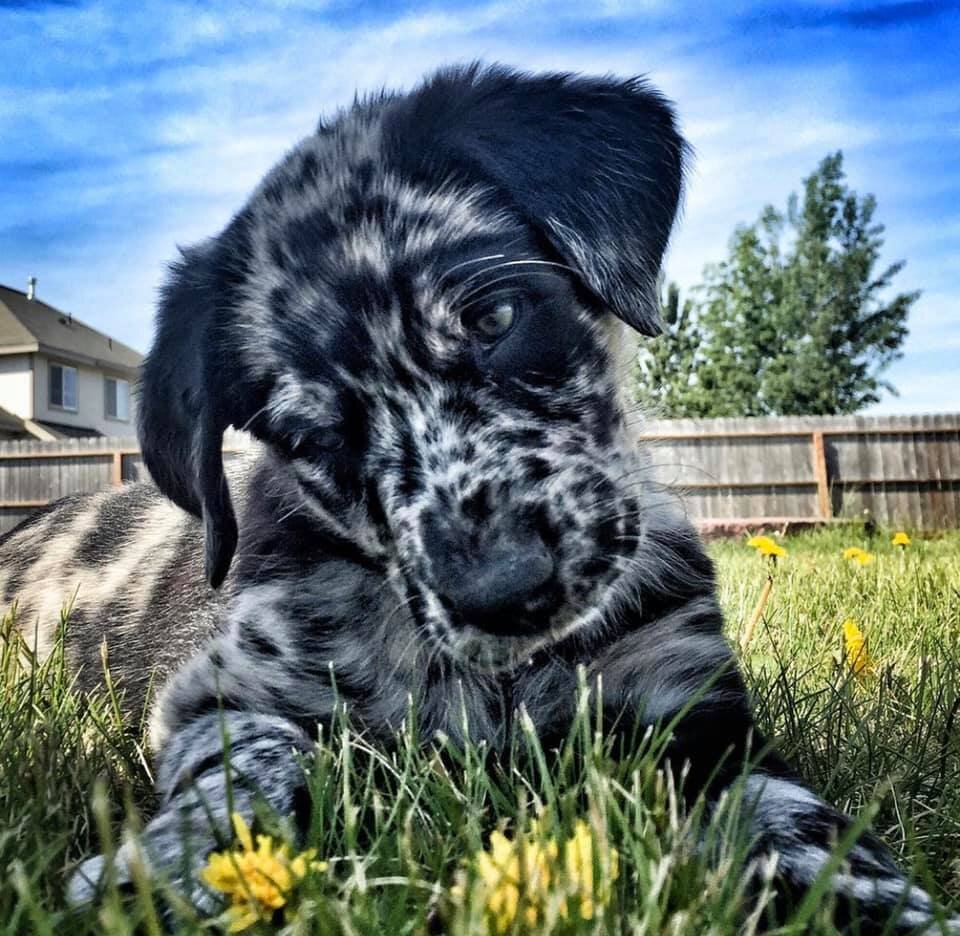 leopard dog puppy