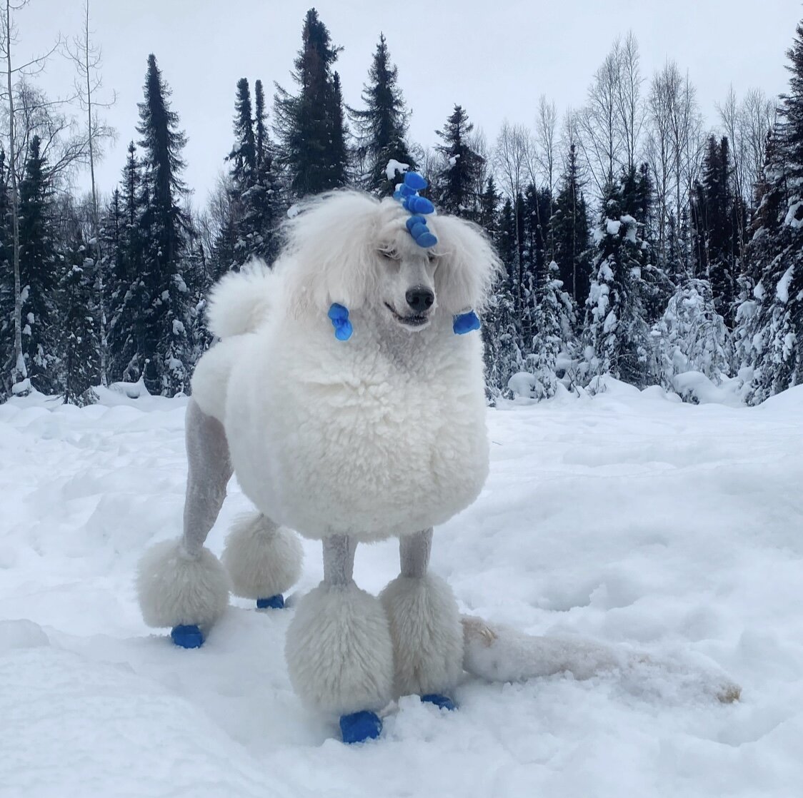 Pawz Dog Boots review from Alaska — Galavanting Poodles