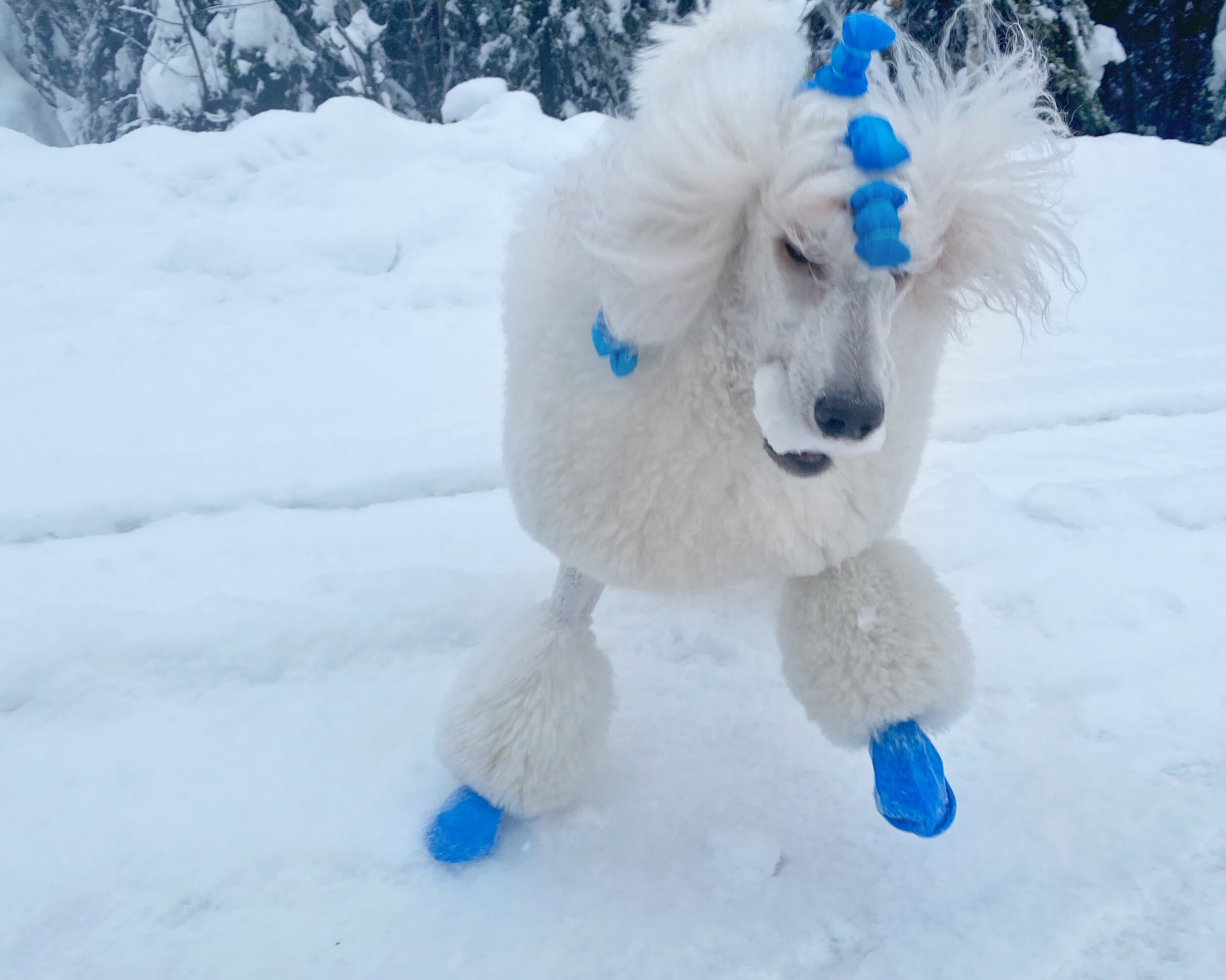 Pawz Dog Boots review from Alaska — Galavanting Poodles