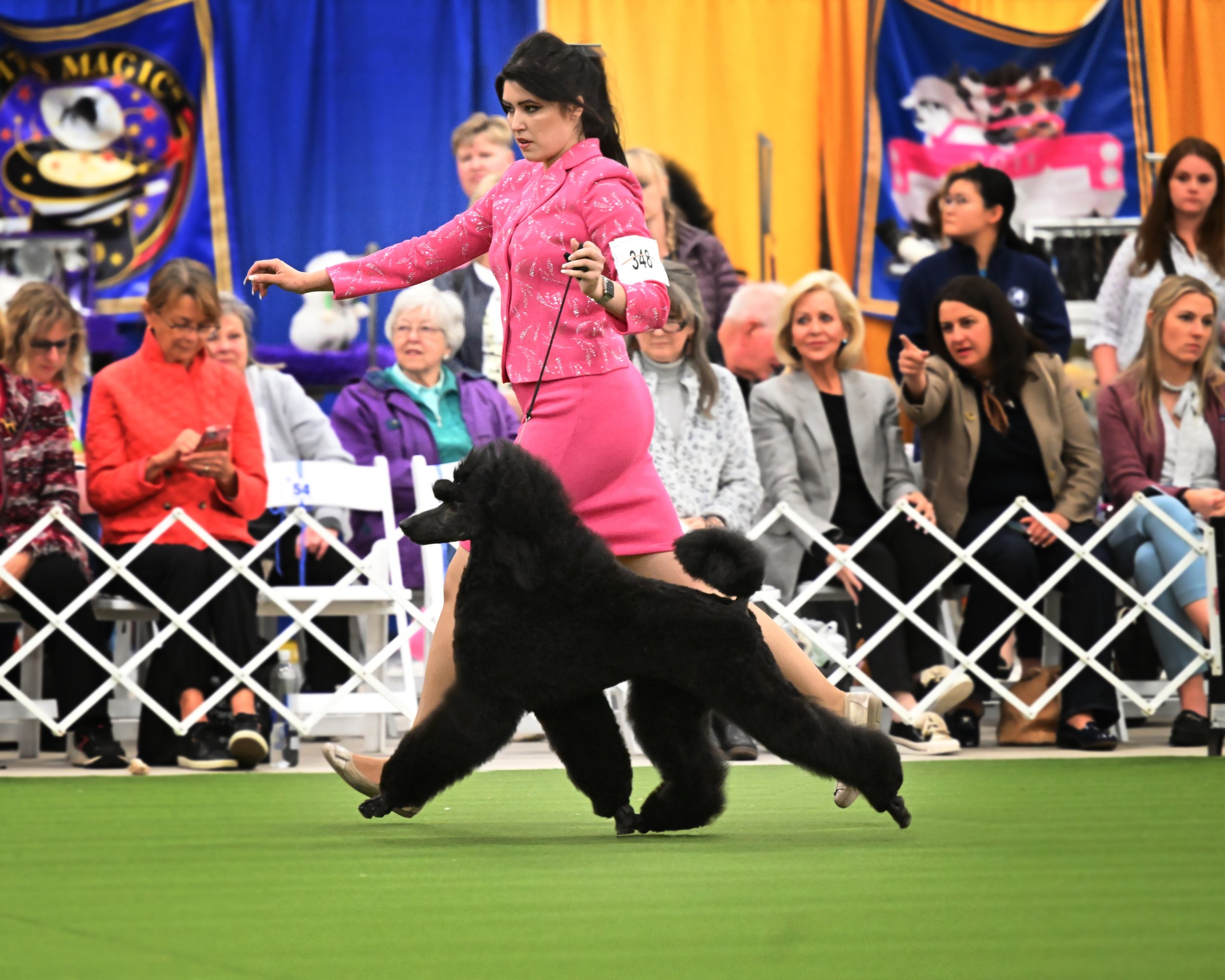 230427-69mos-Black-Poodle-Susitna-Galavanting-Poodles.jpg