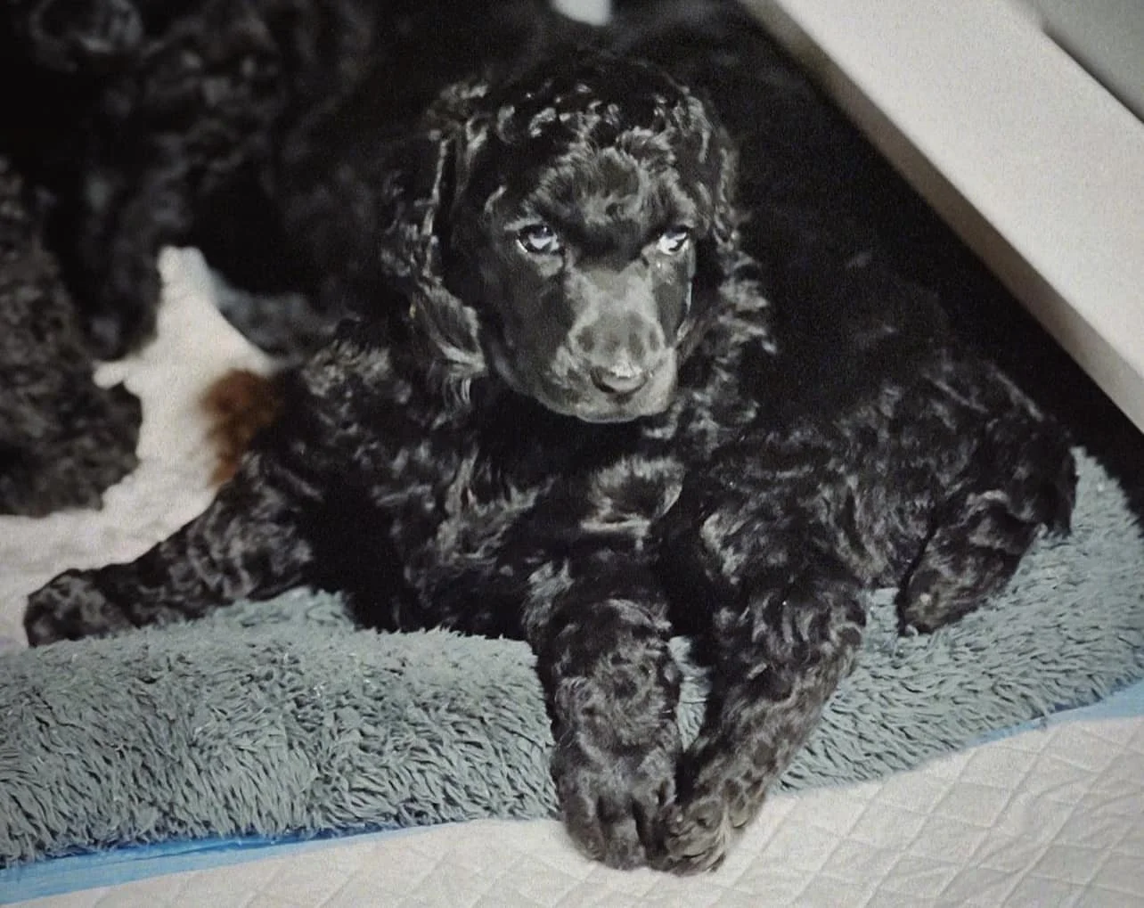 SUSI-GALAVANTING-POODLES-PUPPY-GIRL.jpg
