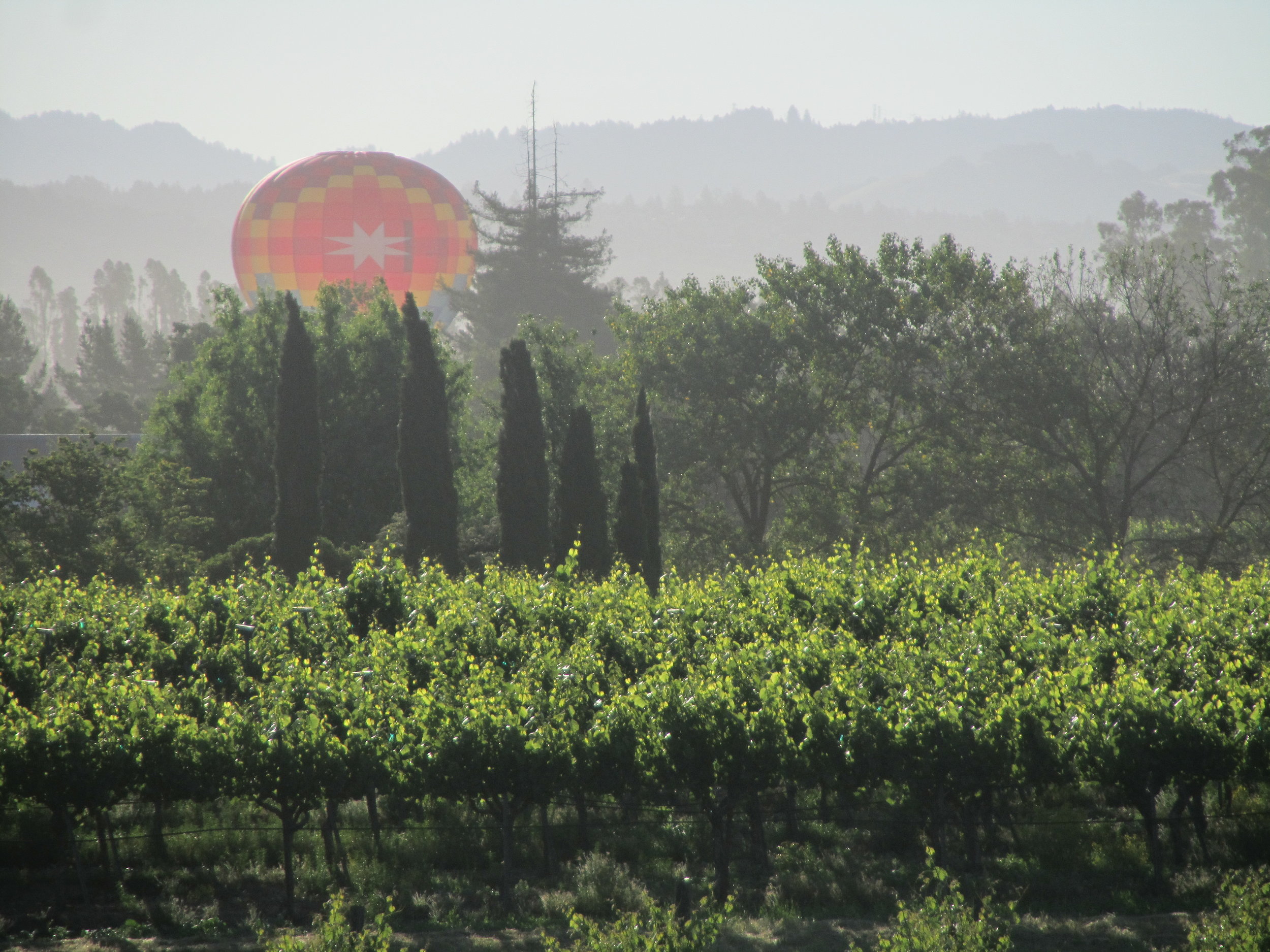 balloon over vineyard.JPG