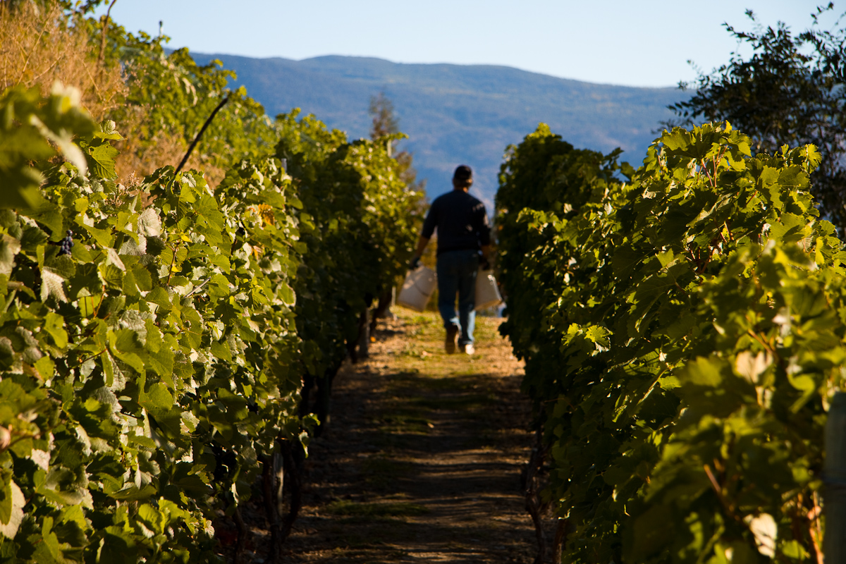 Tinhorn_harvest_085.jpg