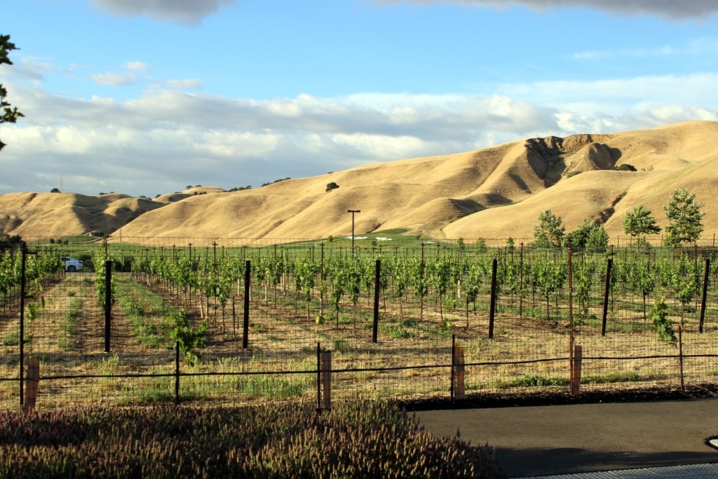 Wente-Vineyards-33.jpg