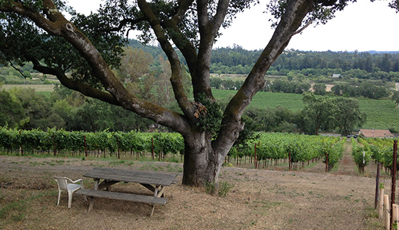 Moshin Vineyards, Sonoma, California