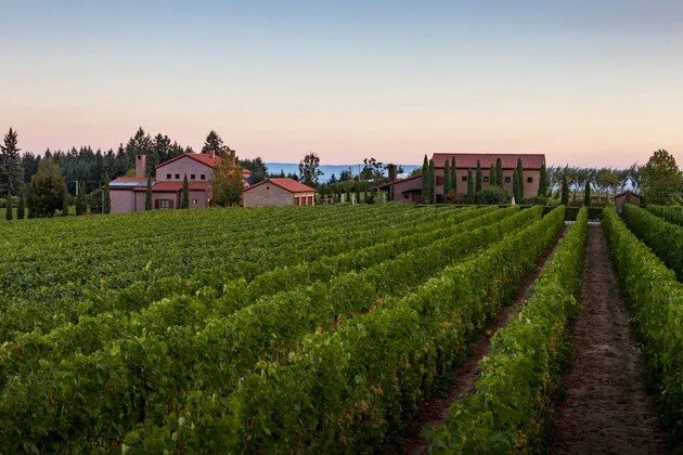Alloro vineyard.jpg