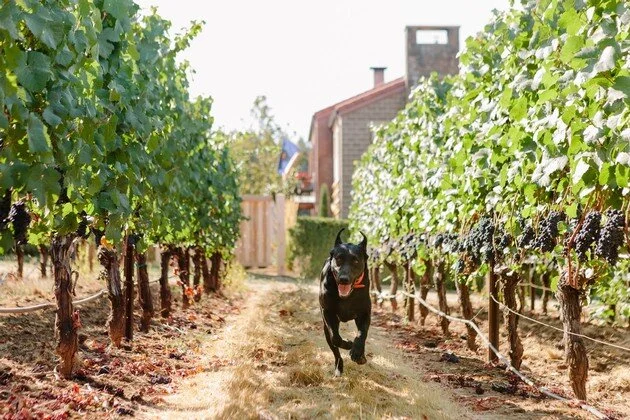 dog in vines alloro.jpg