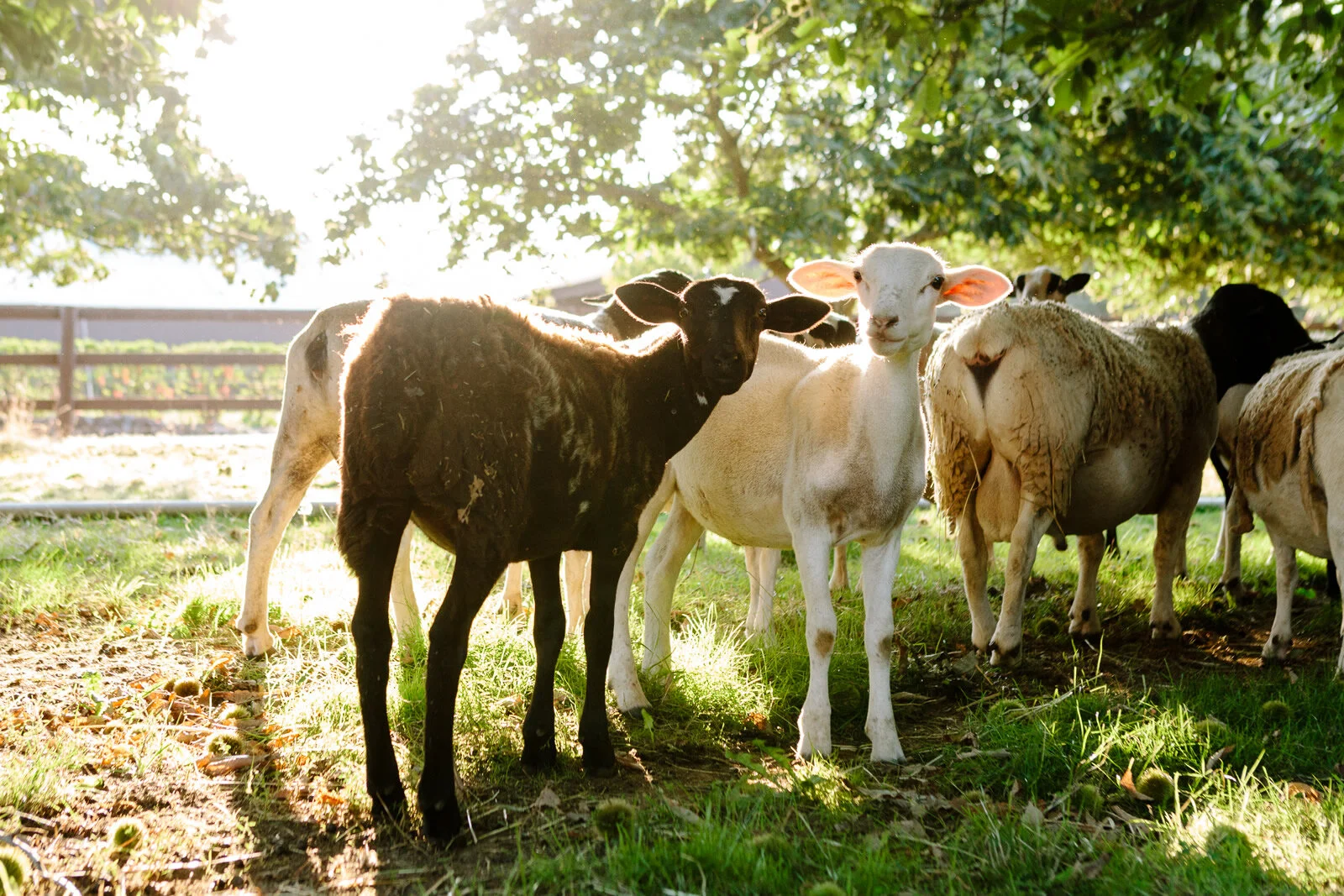 ALLORO sheep.jpg
