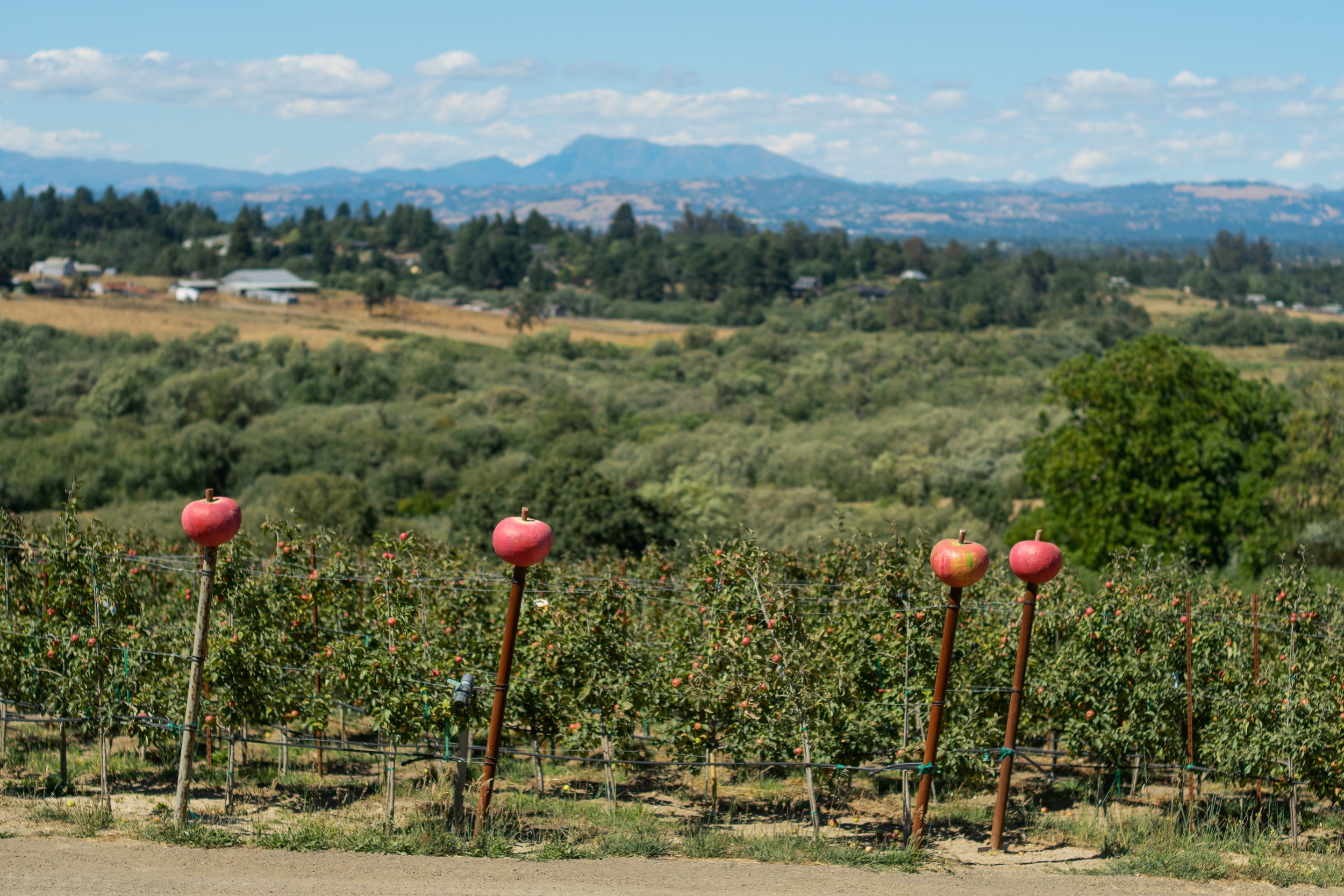 AppleOrchard_Gold_RidgeOrganicFarms__paigegreen.jpg