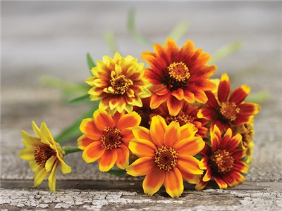 Flower-Zinnia-Persian-Carpet-0370-(2)_1.jpg