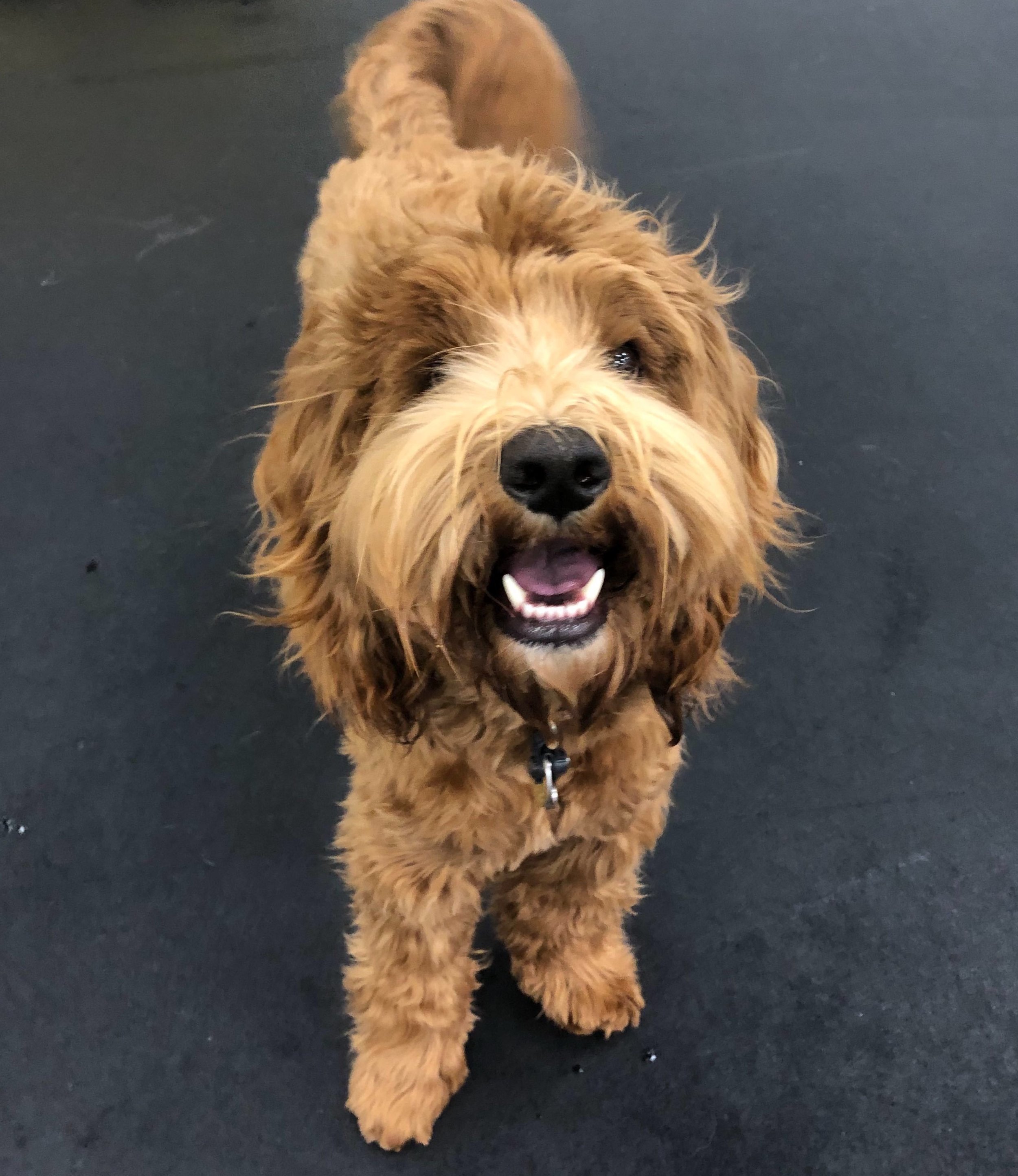 How Long Is Too Long To Board A Dog