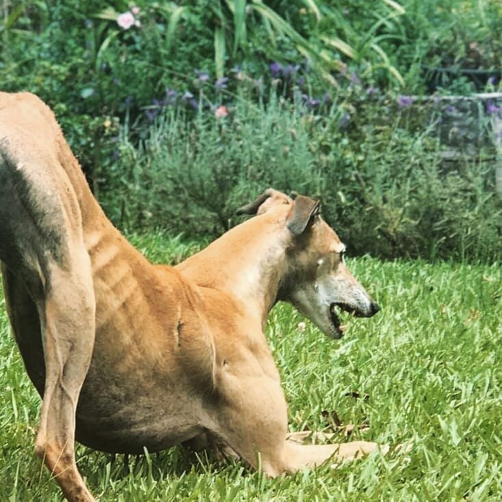 Your best year starts here! 
Yoga In The Park on Tuesday January 7th from 6pm at Anderson Park, Napier. Hosted by Arena Gym with the wonderful Rose instructing. Entry by donation with all proceeds going to your local Napier SPCA!  Get there! 🙏🧘&zwj