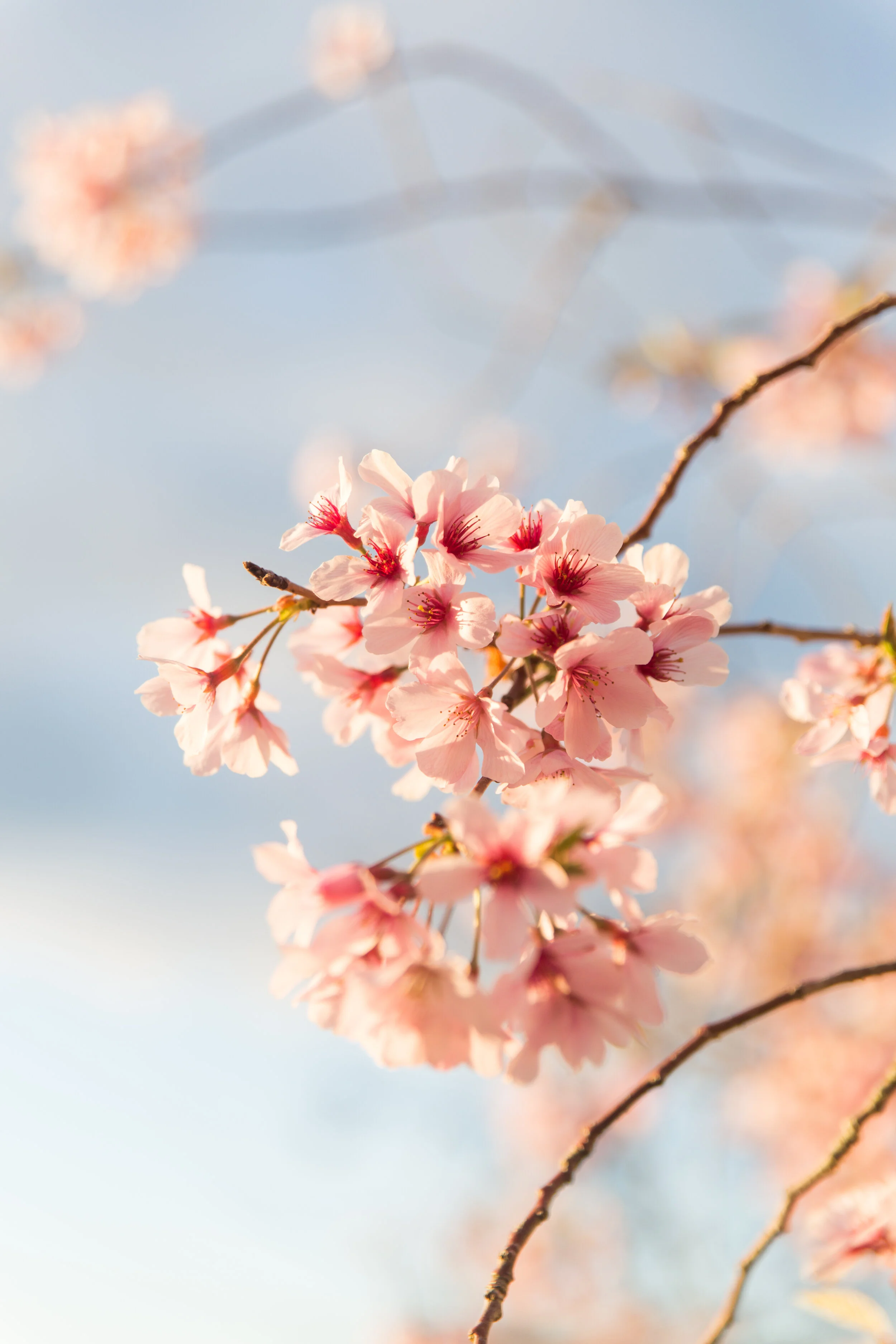 Spring Sunset Cherry Blossoms