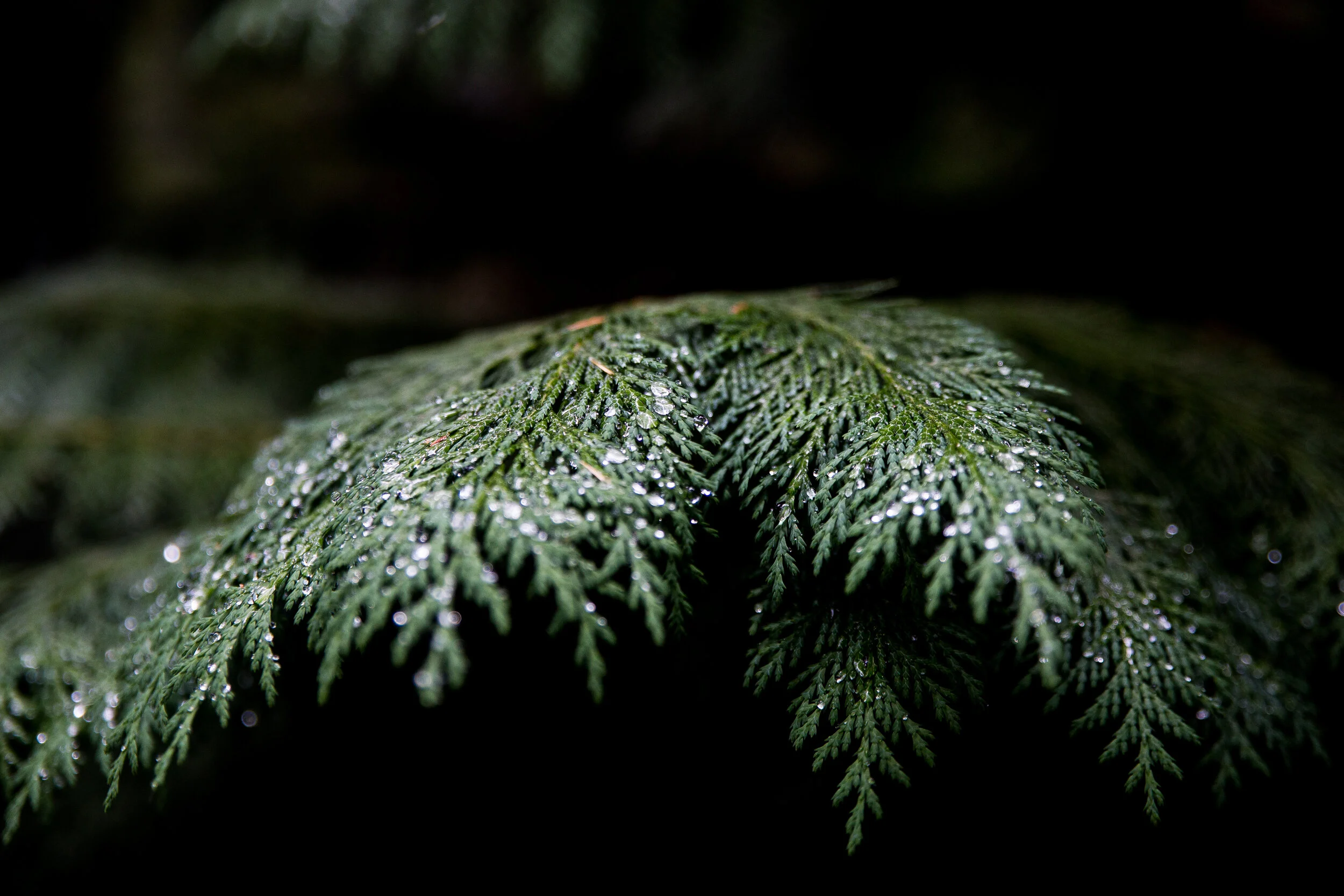 Delicate Ferns