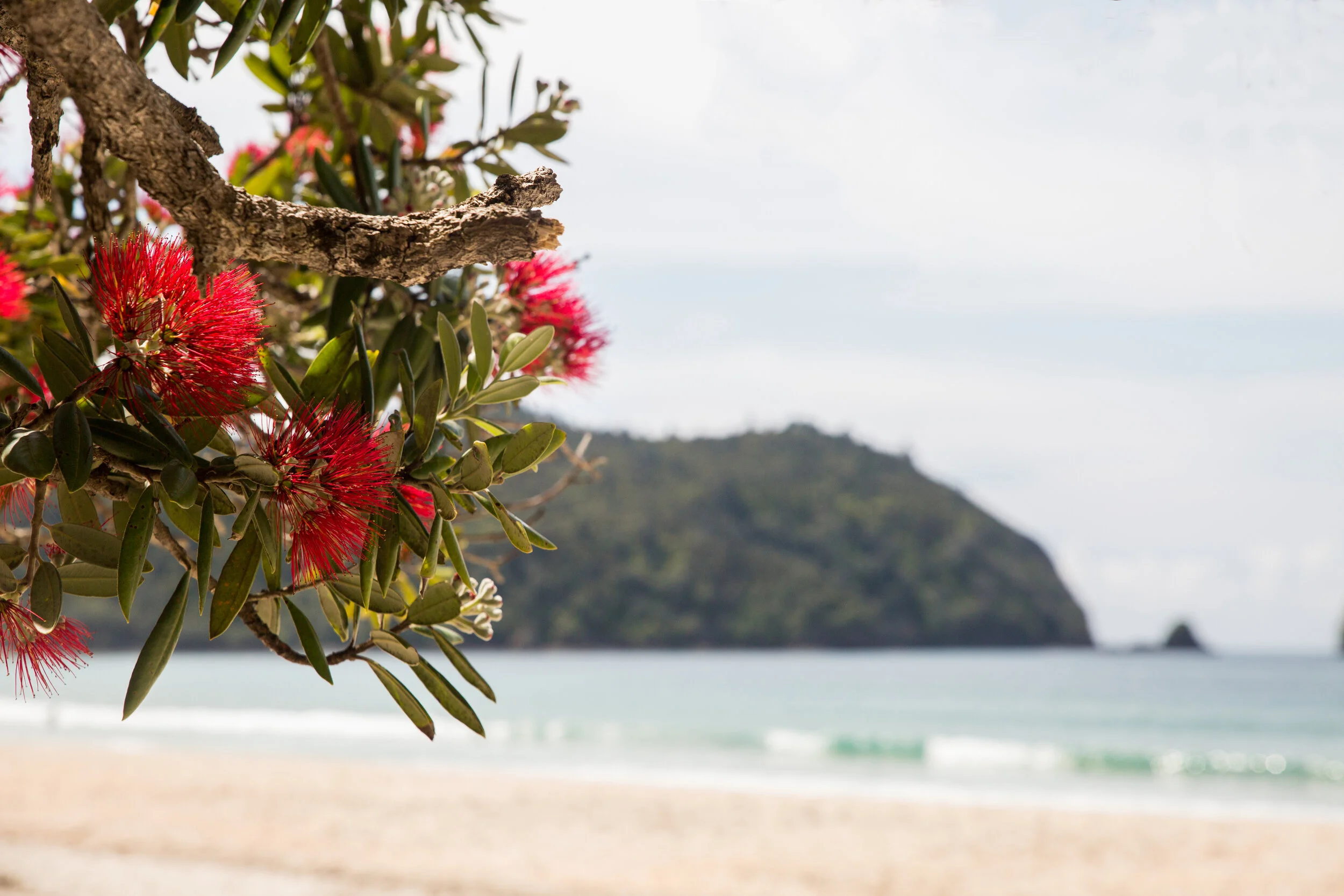 New Zealand's Christmas Tree