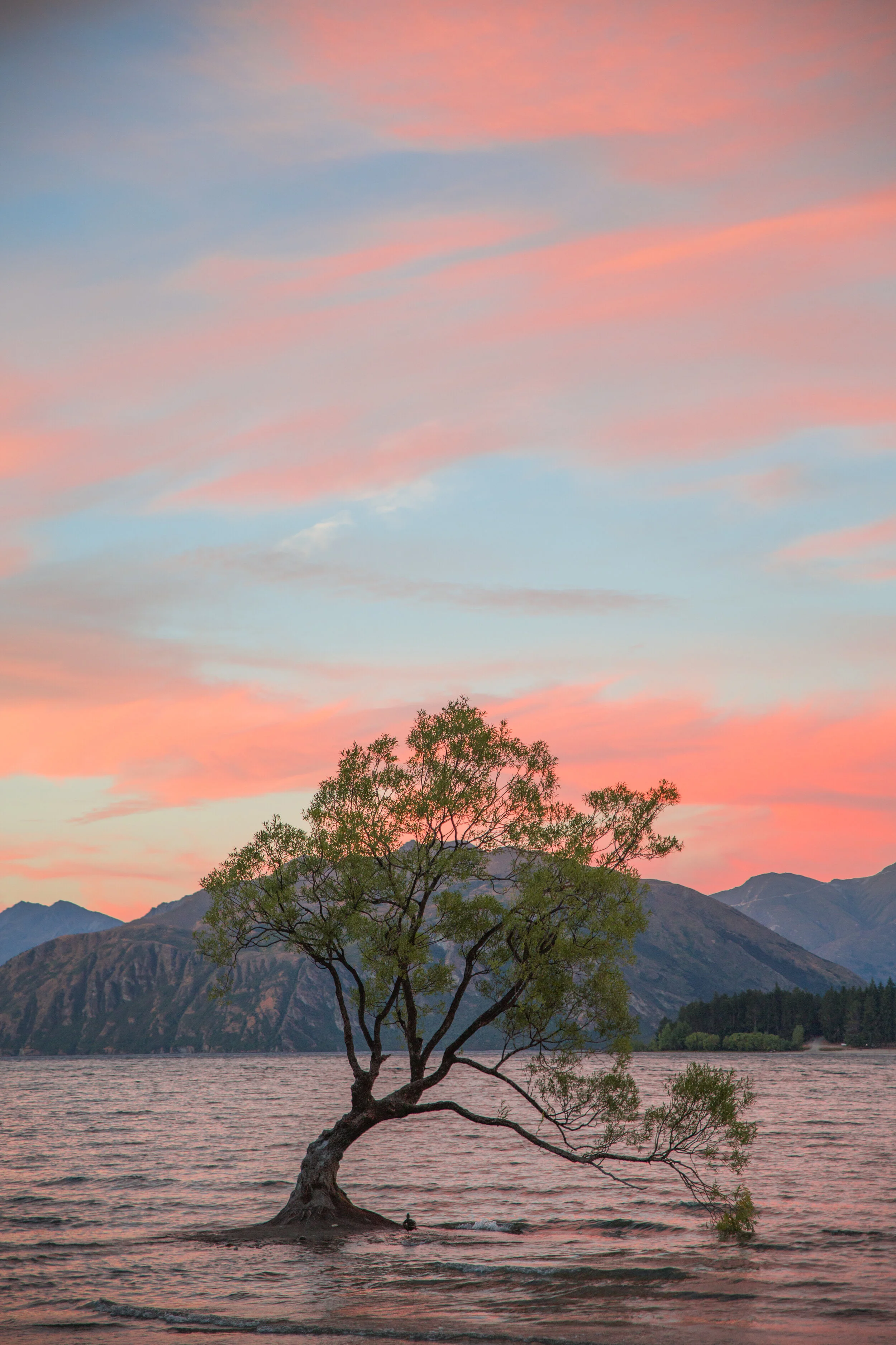 That Wanaka Tree