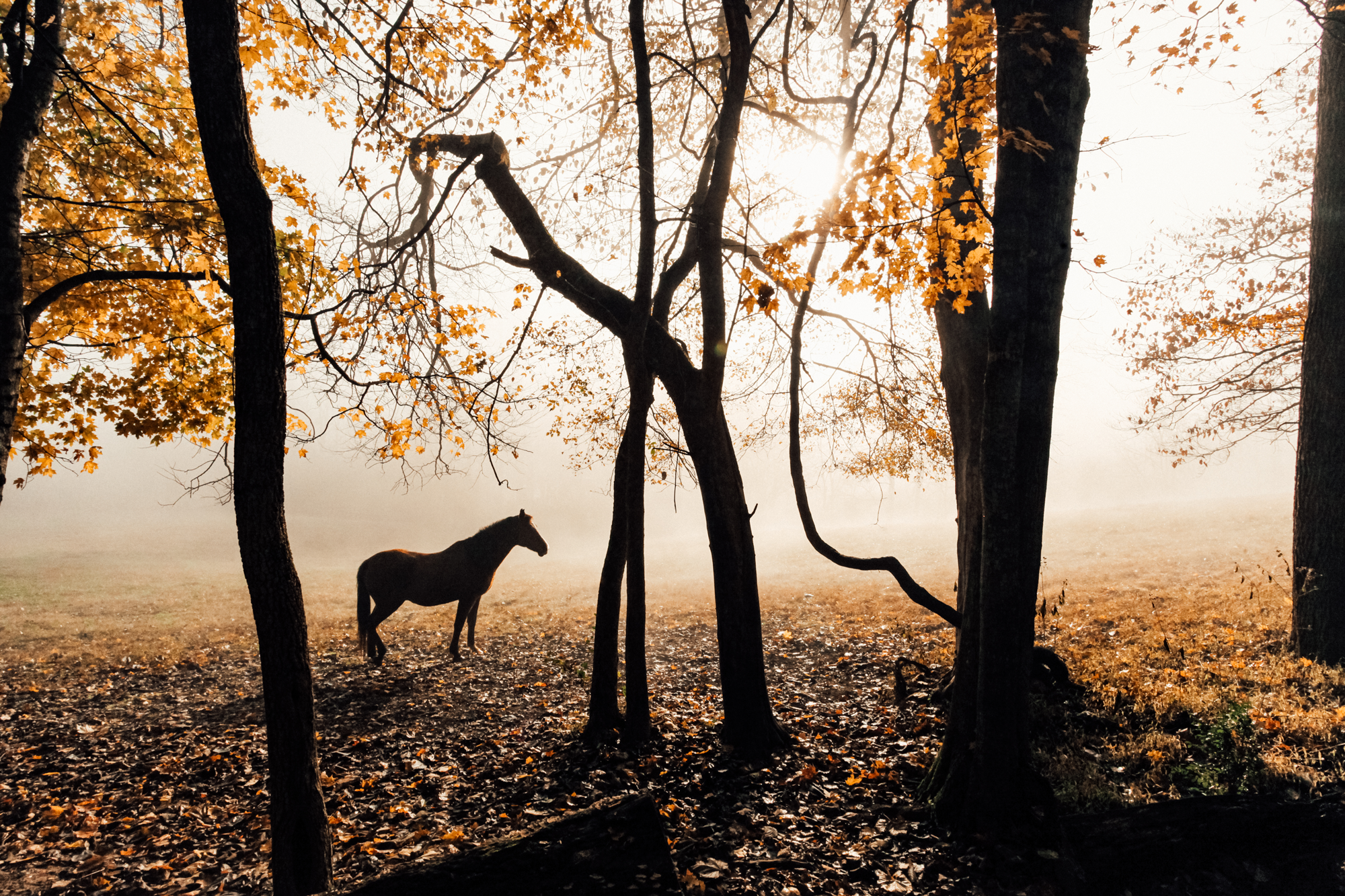 Canva---Horse-Near-Trees-web.png