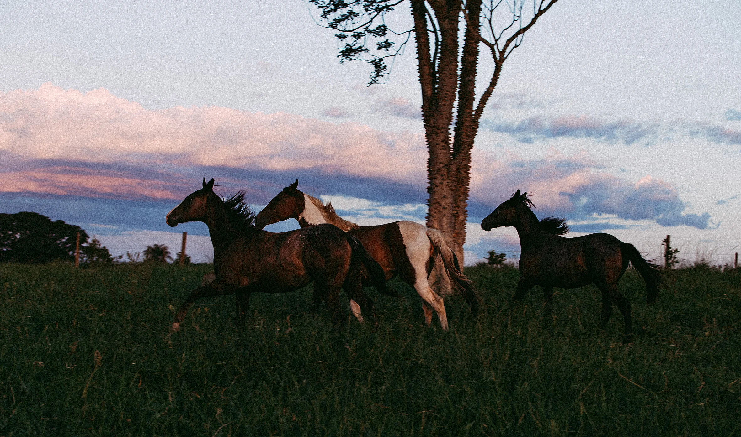 Canva - Photo of Three Horses Running on Grass Field.jpg