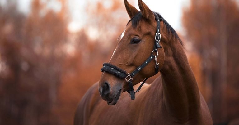 Horse-mare-AdobeStock_261049322_vprotastchik-768x403.jpg