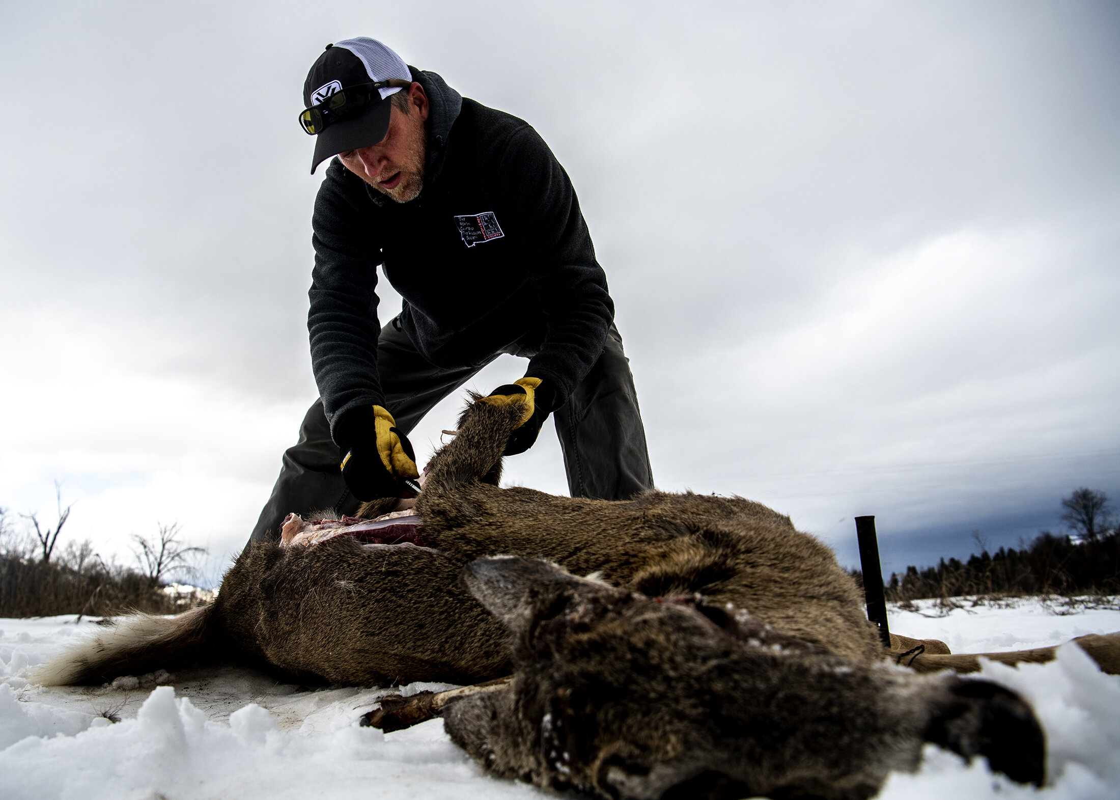  Eric Rasmussen cuts into a deer carcass that will be used as bait to observe raptors, Tuesday, Feb. 11, 2020 in Florence, Mont. Rasmussen works for Raptor View Research Institute, studying elevated levels of lead in birds of prey.  