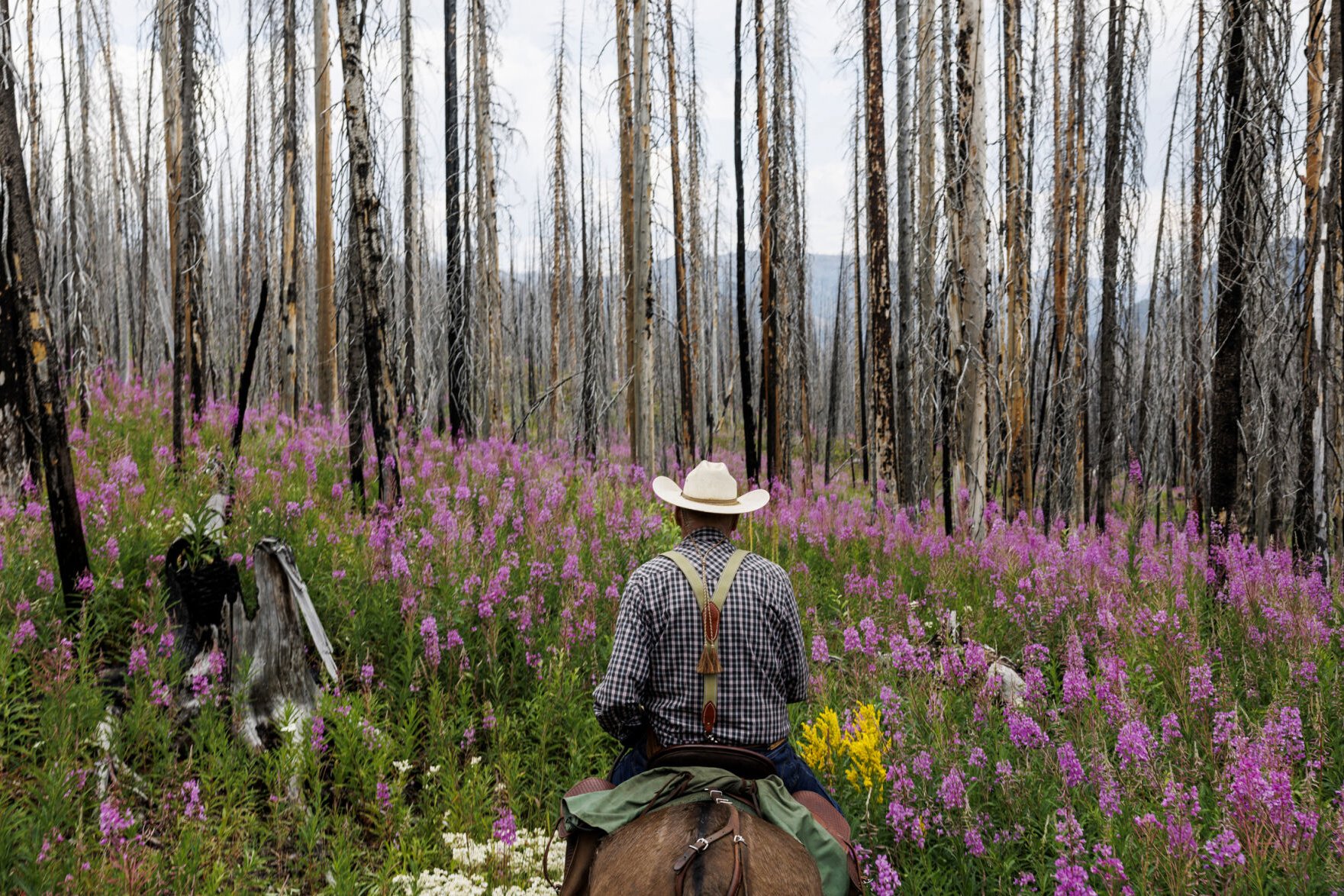 Surrounded by fire weed and burnt trees, Mack Long, president of the Backcountry Horsemen's Mission Valley chapter, rides a trail toward Lake Otatsy in August 2023. Long and five other volunteers rode nearly 14 miles roundtrip to clear trail along t