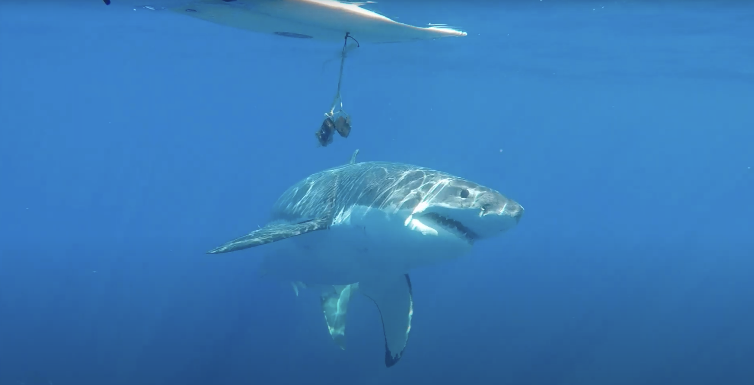 RPELA Shark Deterrents