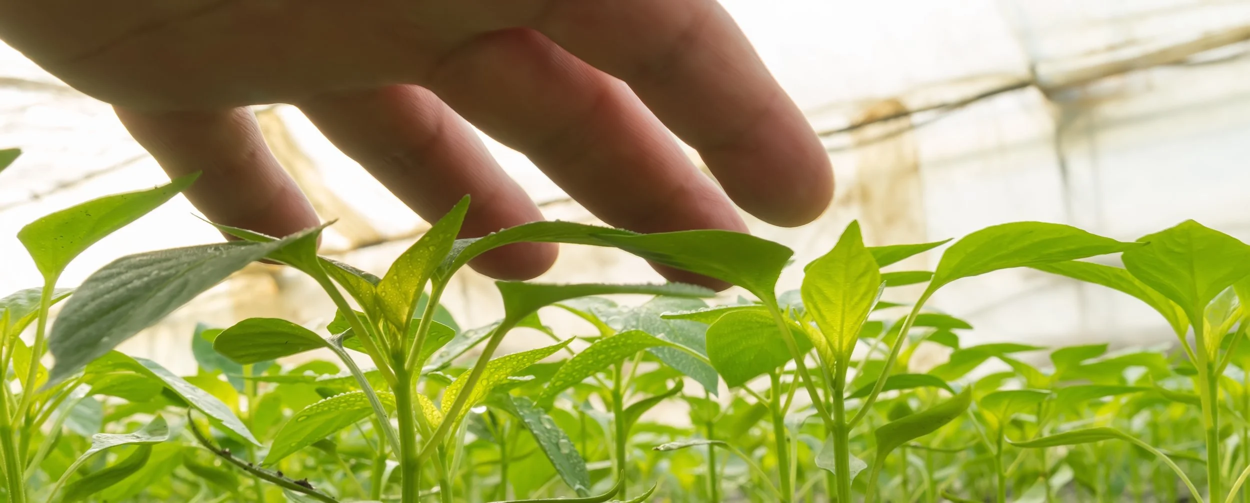 ABOUT - Who we are.jpeg