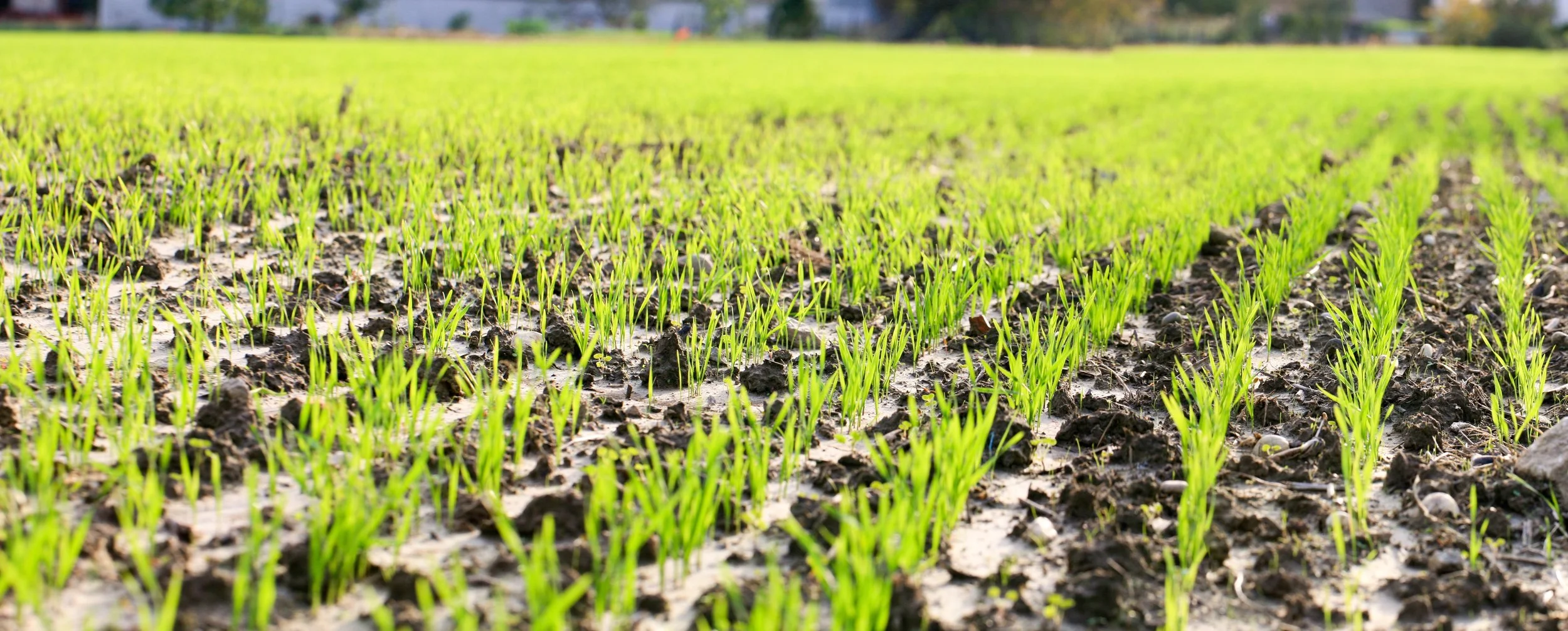 SERVICES - Procedure Design.jpeg