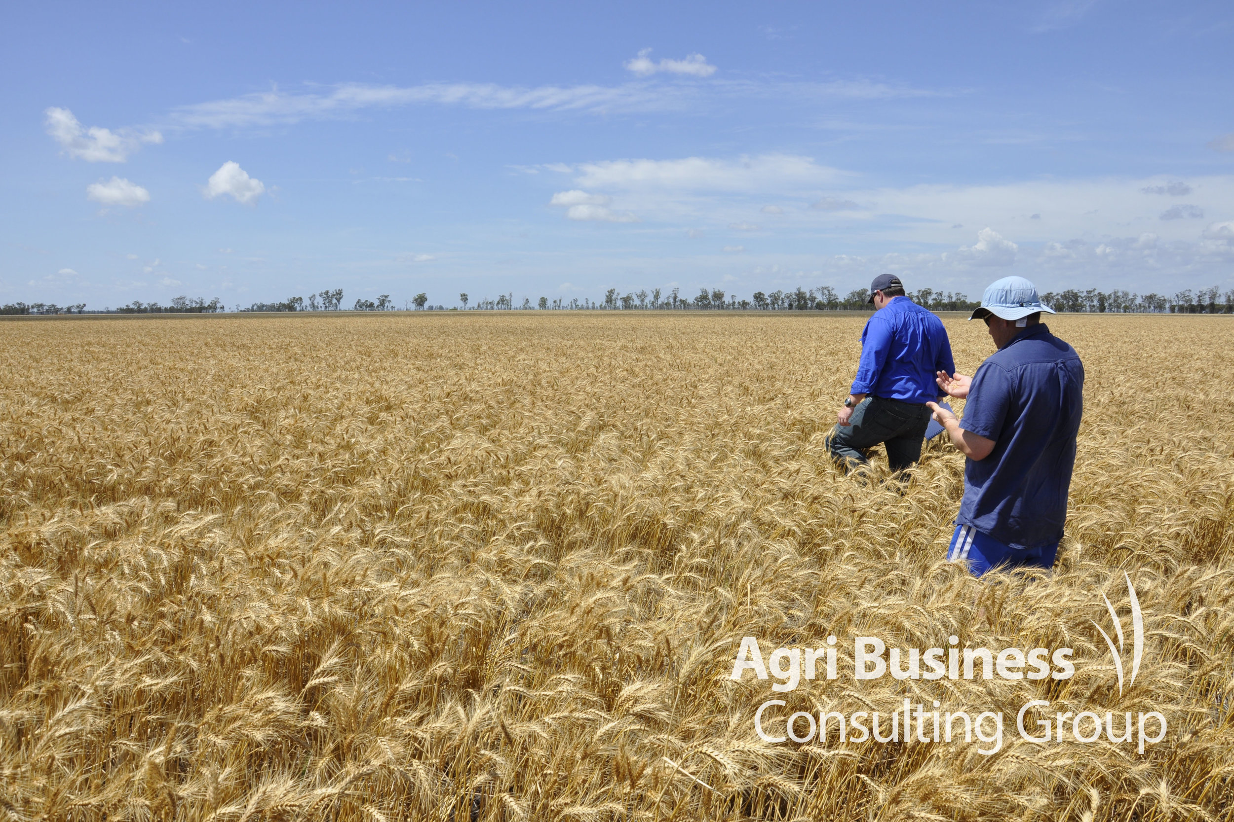 Inspection of a wheat crop damaged by hail – Dalby, QLD