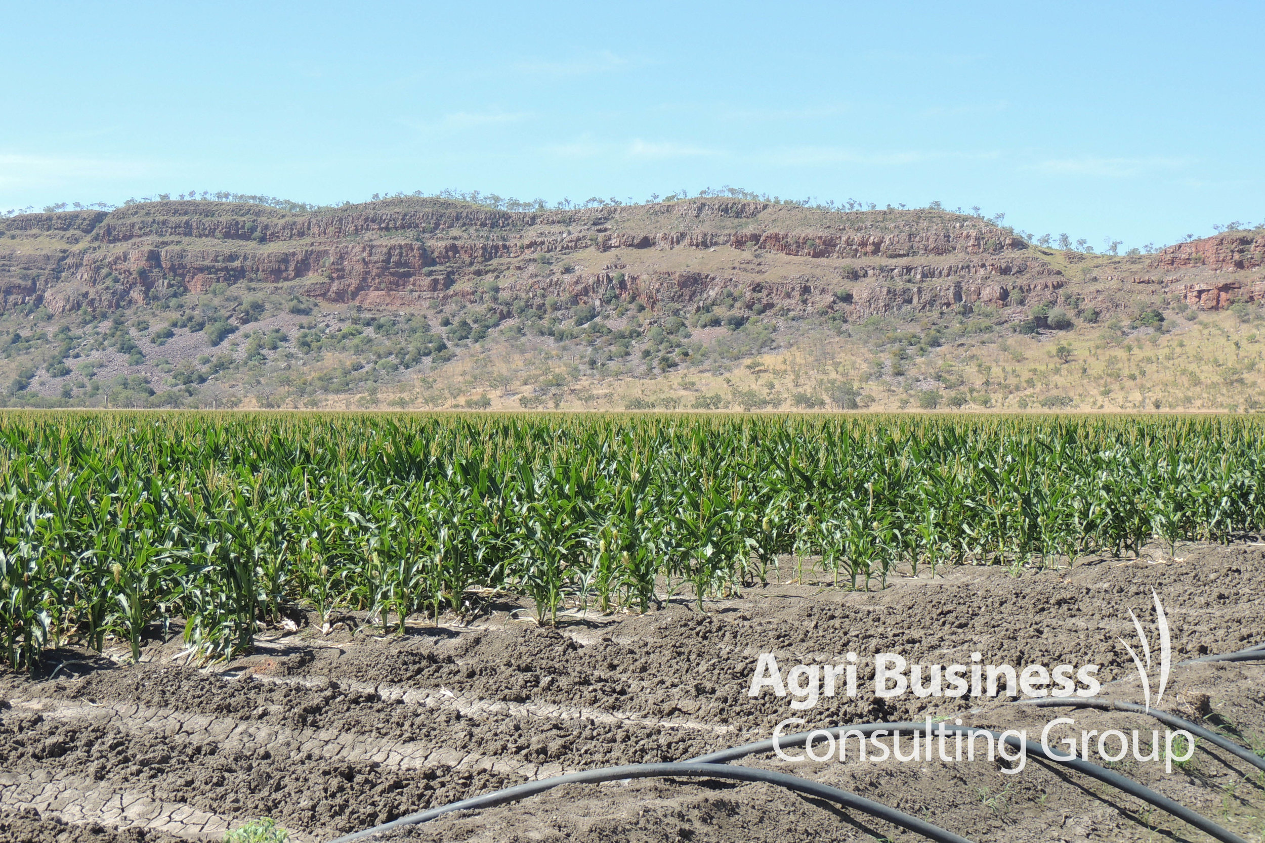 Flood irrigation -  Kununurra, WA