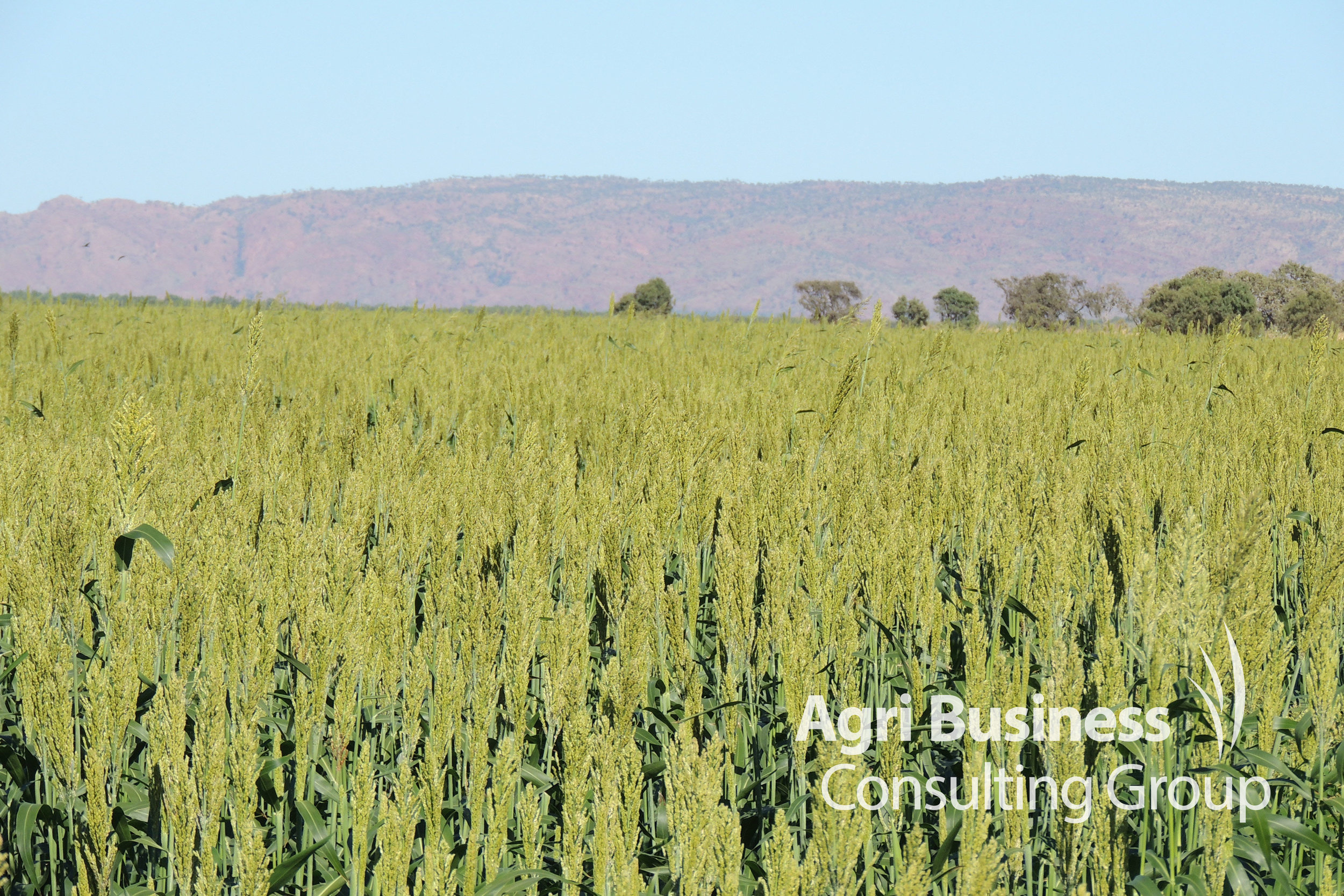 Sorghum crop grown under irrigation within the Ord River Scheme - Kununurra, WA