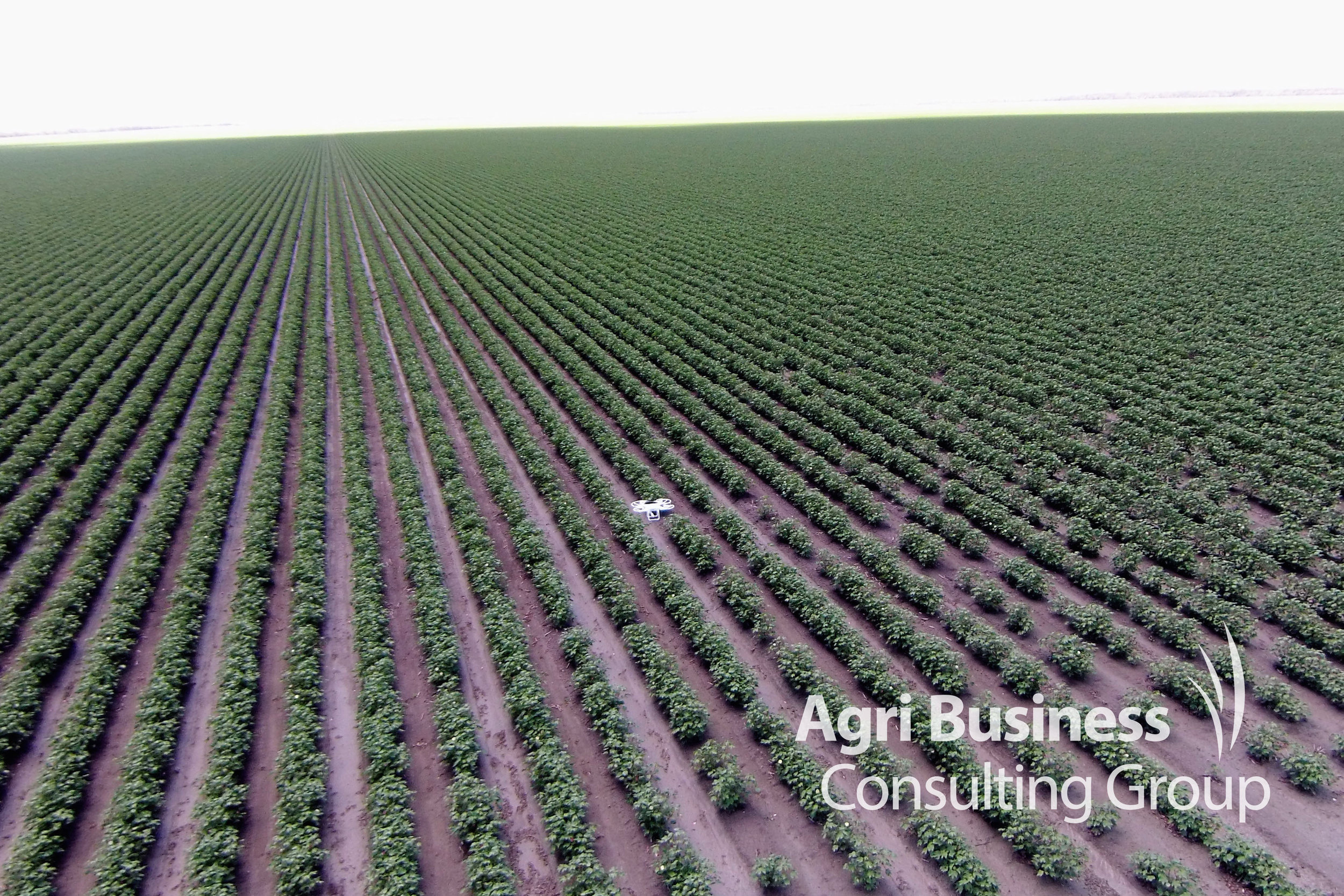 An ABCG drone photograph/mapping a young cotton crop affected by hail.
