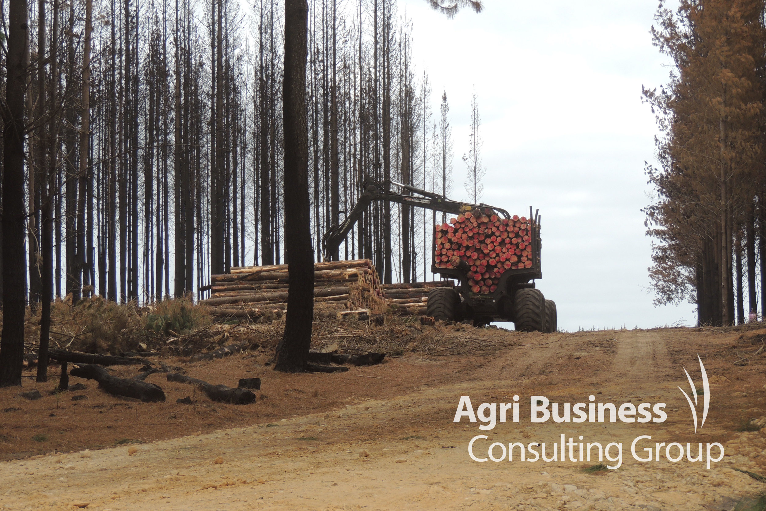 Harvested burnt timber being gathered for salvage - WA