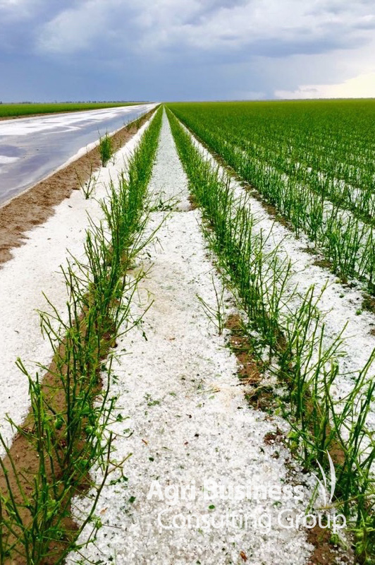 Cotton crop destroyed by hail - St George, QLD 