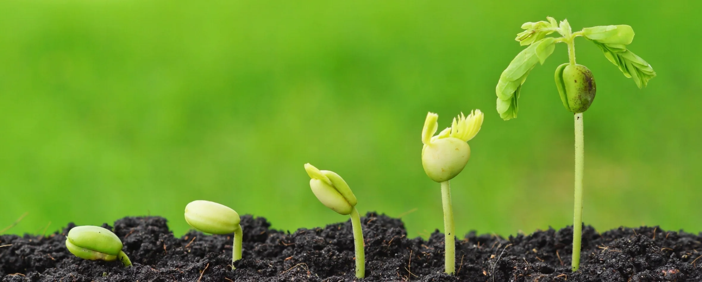 ABOUT - The team.jpeg