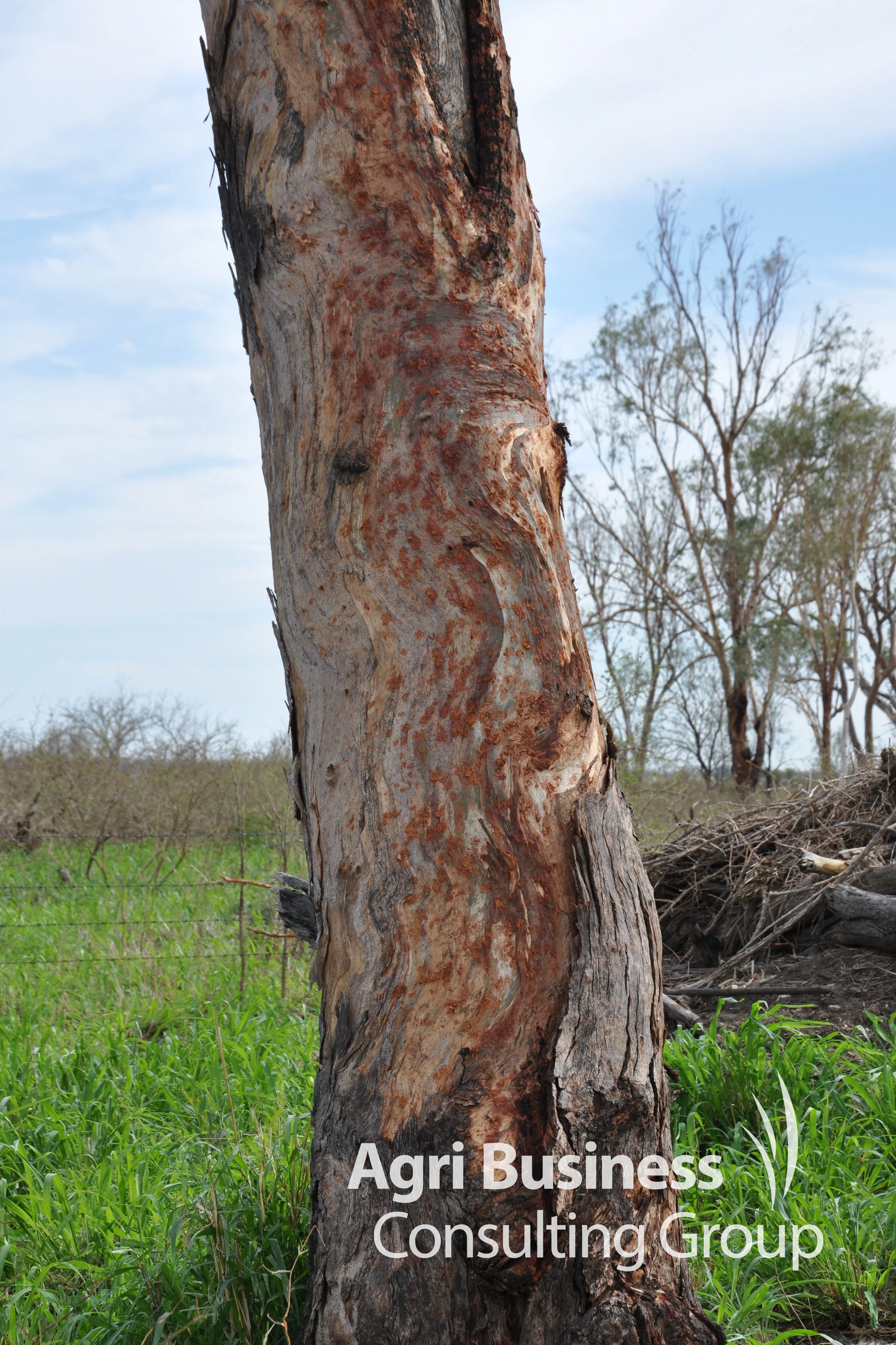 'Tell Tale' evidence of the severity of hail damage on an adjoining cotton block.