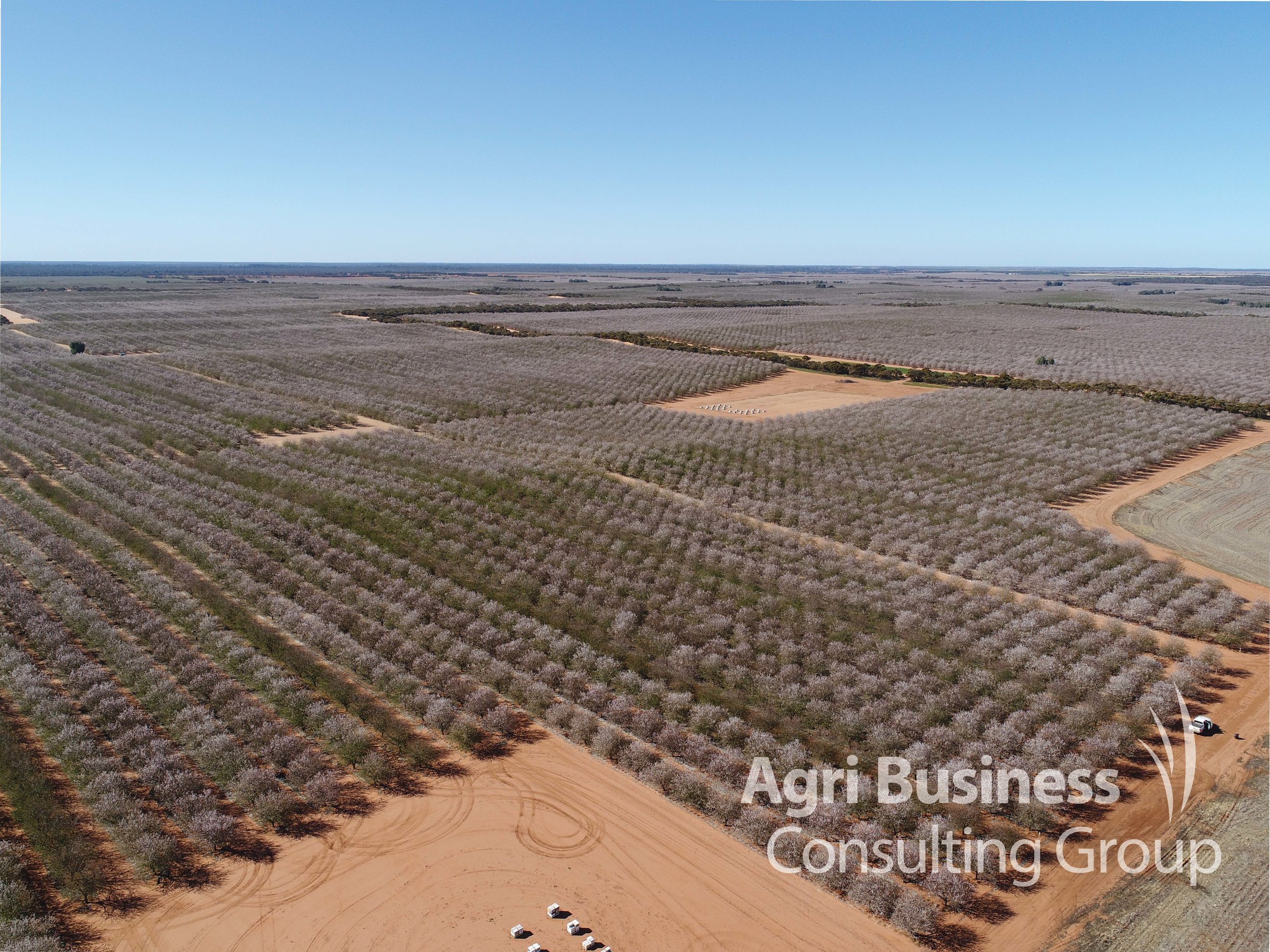  Almond Orchards in bloom, North West Victoria 