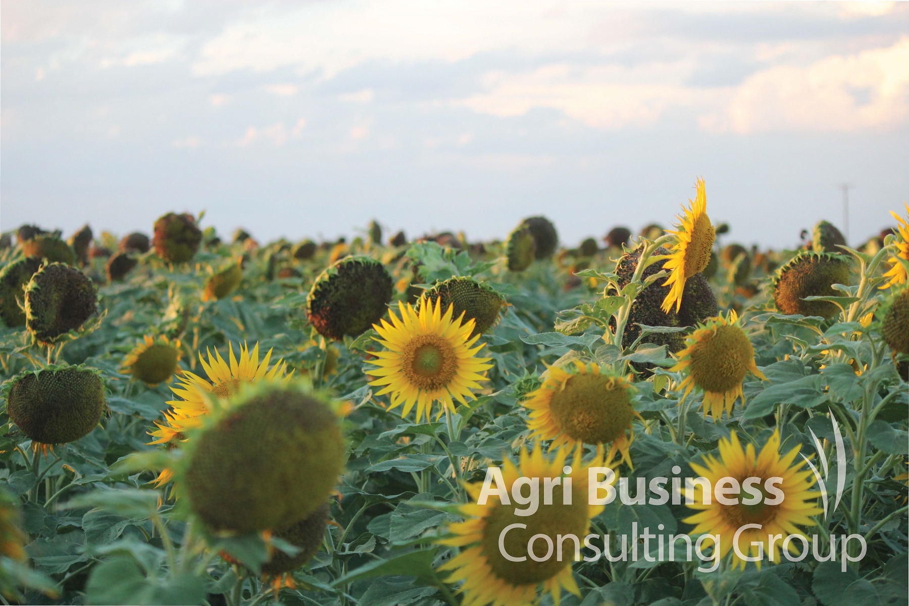 Sunflowers at sunset, Darling Downs QLD