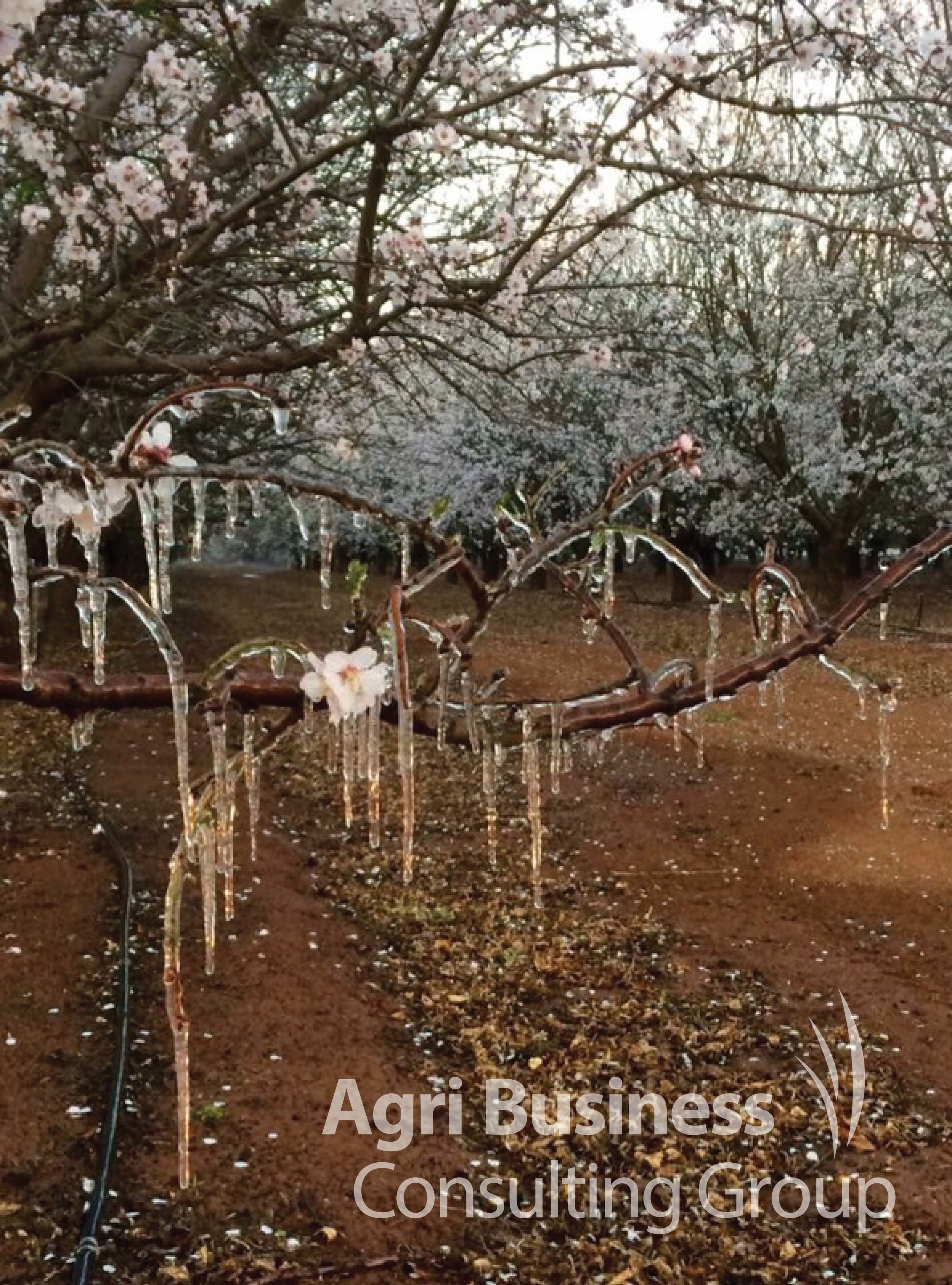  Severe frost killing almond flower buds in freezing temperatures, Victoria. 
