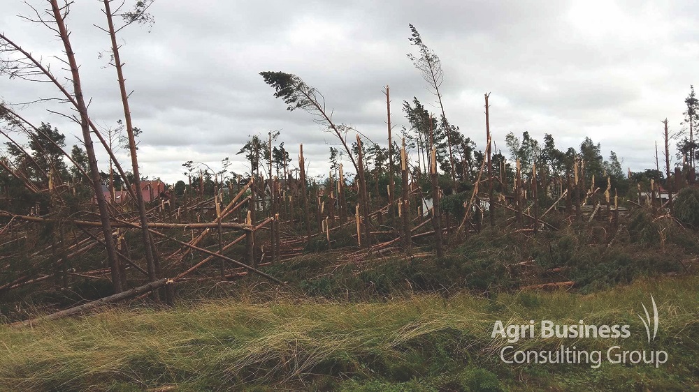  Wind storm damage sustained to a forest plantation. 