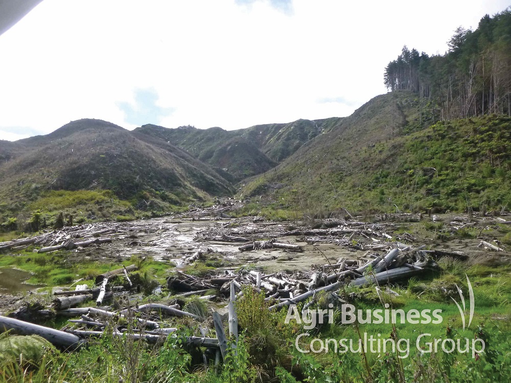  Land slip and damaged trees from a wind storm - New Zealand 