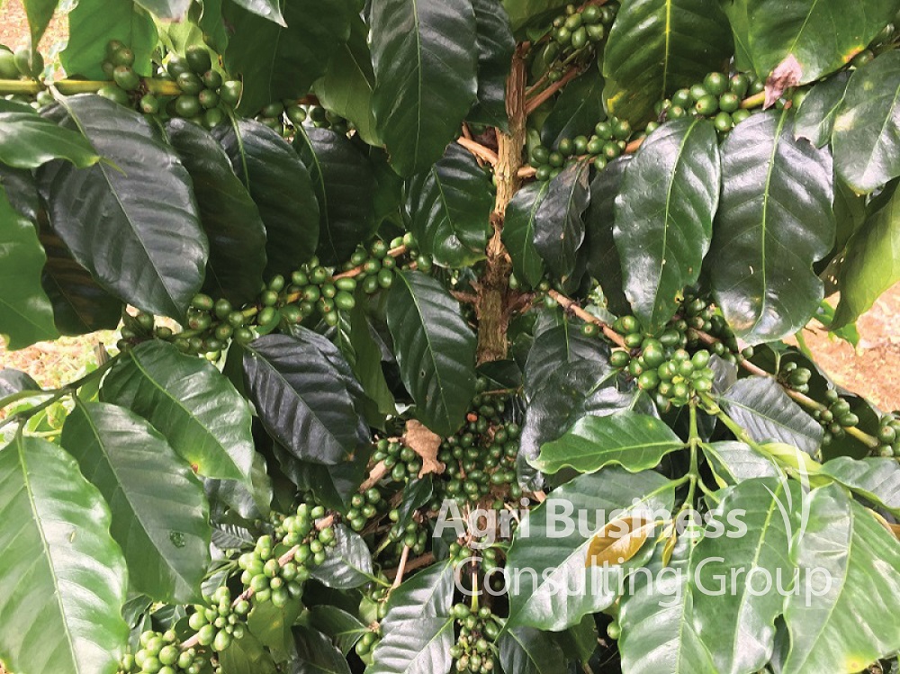  Coffee Plantation Risk Survey, Laos 