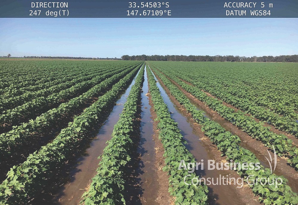  Cotton irrigation channels, Darling Downs Queensland 
